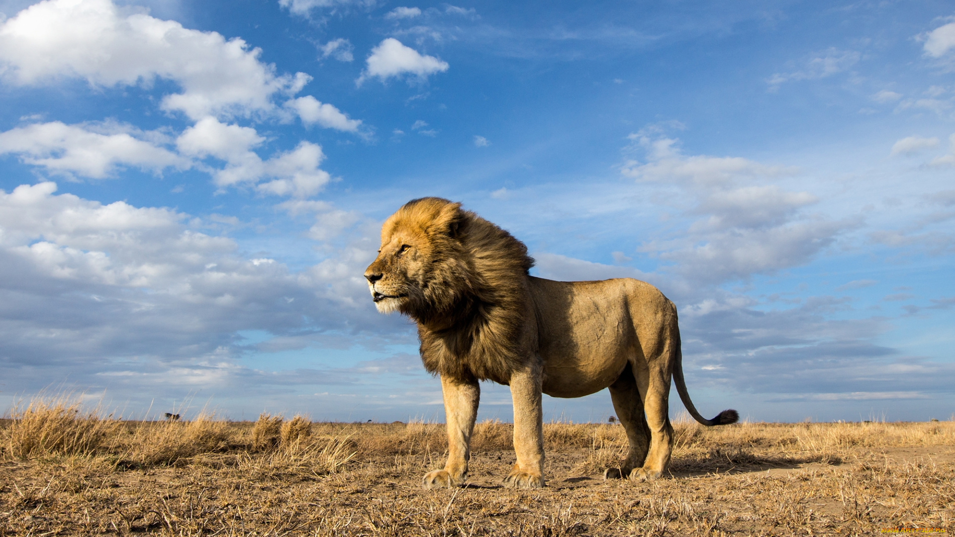 животные, львы, хищник