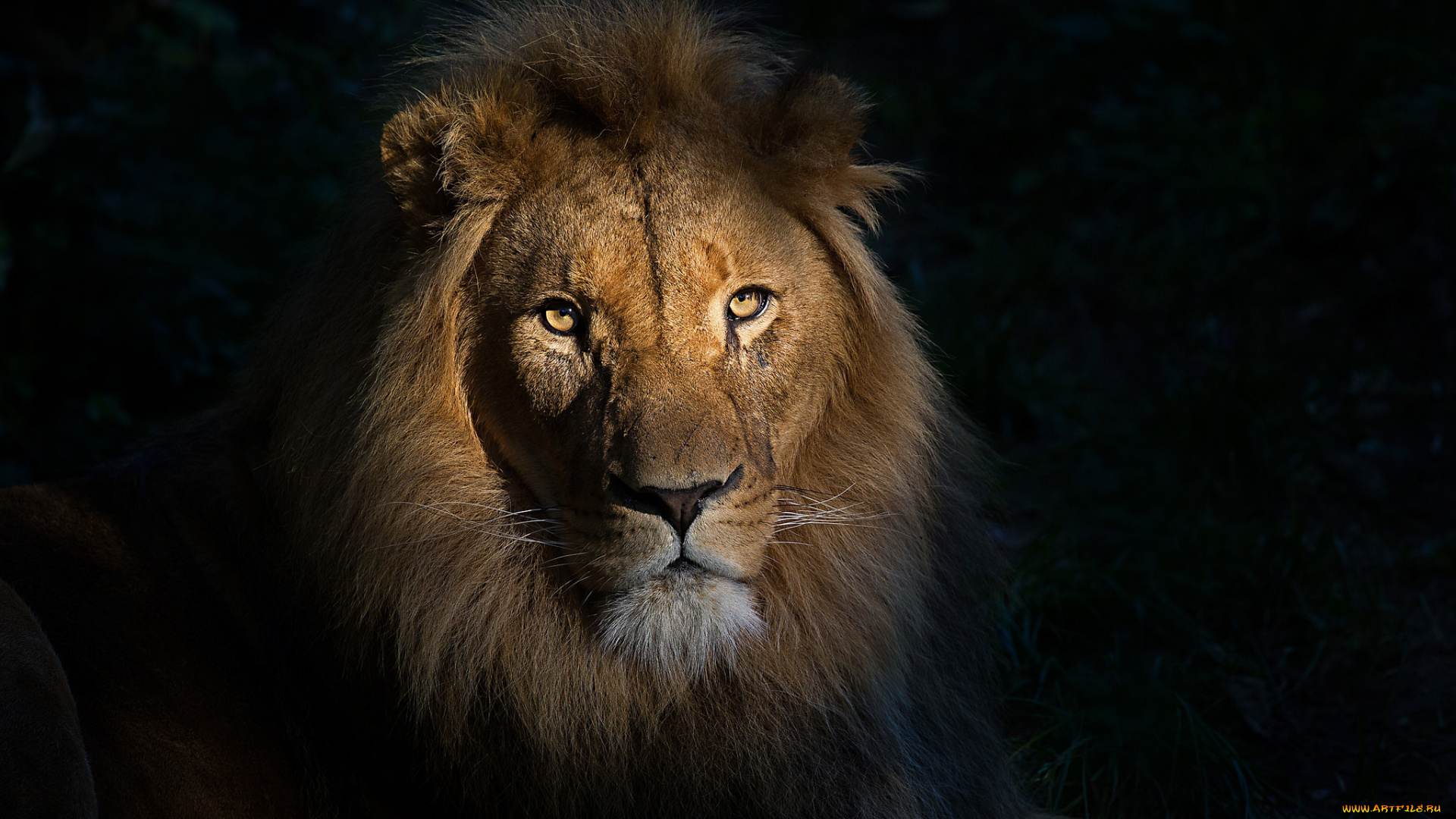 животные, львы, хищник