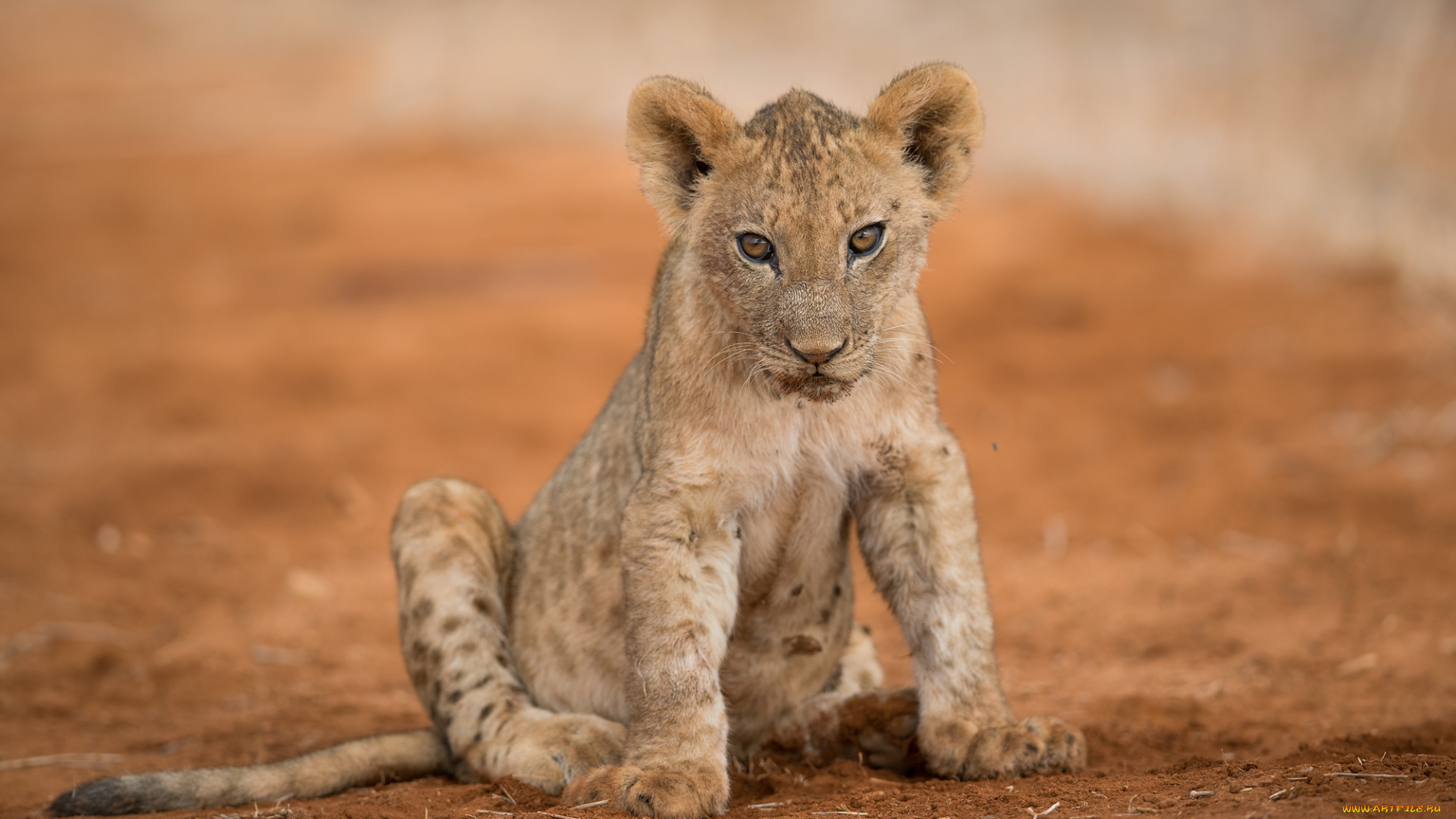животные, львы, хищник