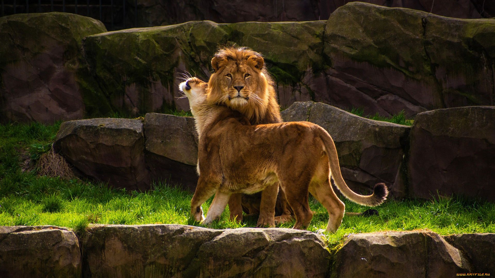 животные, львы, ласка, пара, красавцы, поза, семья, самец, лев, мужик, самка, львица, дикие, кошки, скалы, камни, твердость, характера, подчинение, настоящий, мужчина, альфа-самец, два, льва, природа, взгляд