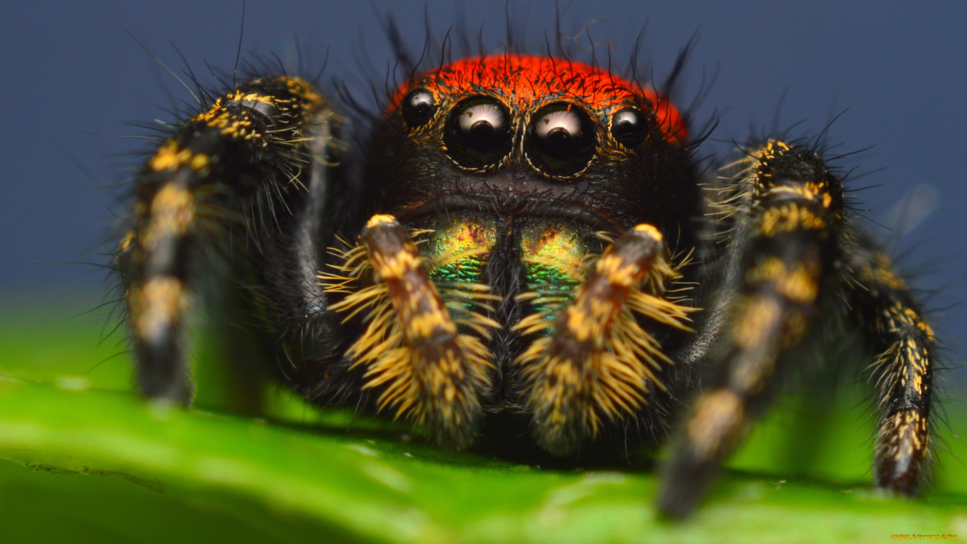 животные, пауки, макро, лист, паук