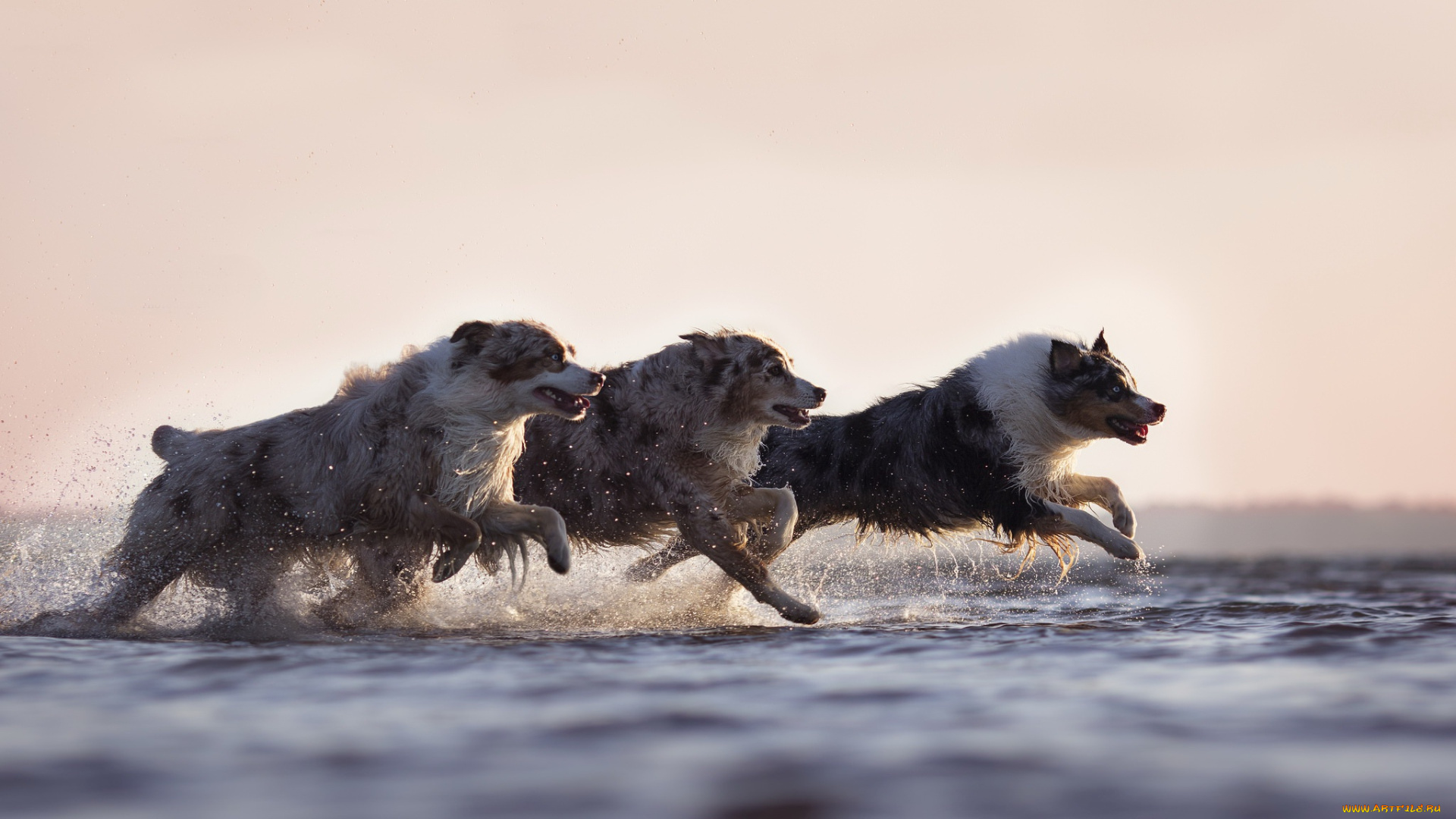 животные, собаки, бег, вода