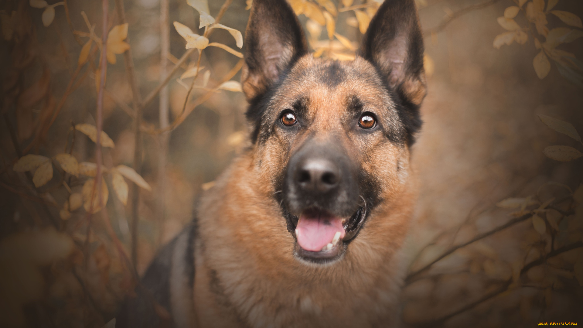 животные, собаки, кусты, осень, овчарка