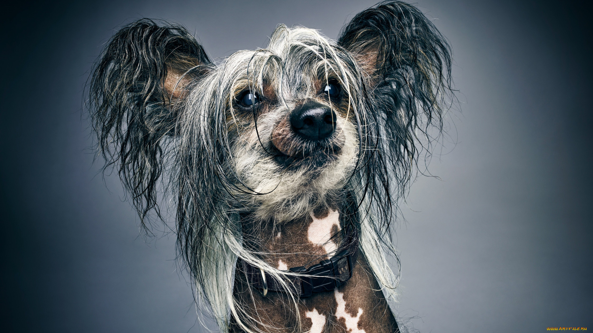 животные, собаки, собака, портрет, фон, китайская, хохлатая, морда, лохматая