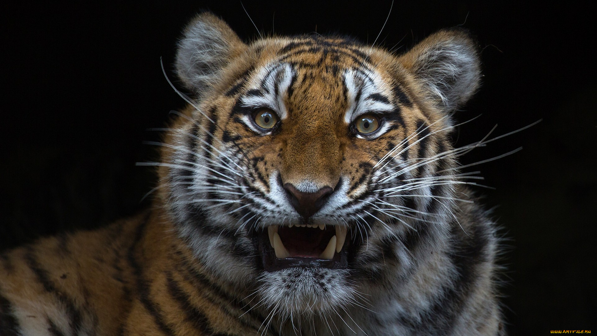 животные, тигры, хищник