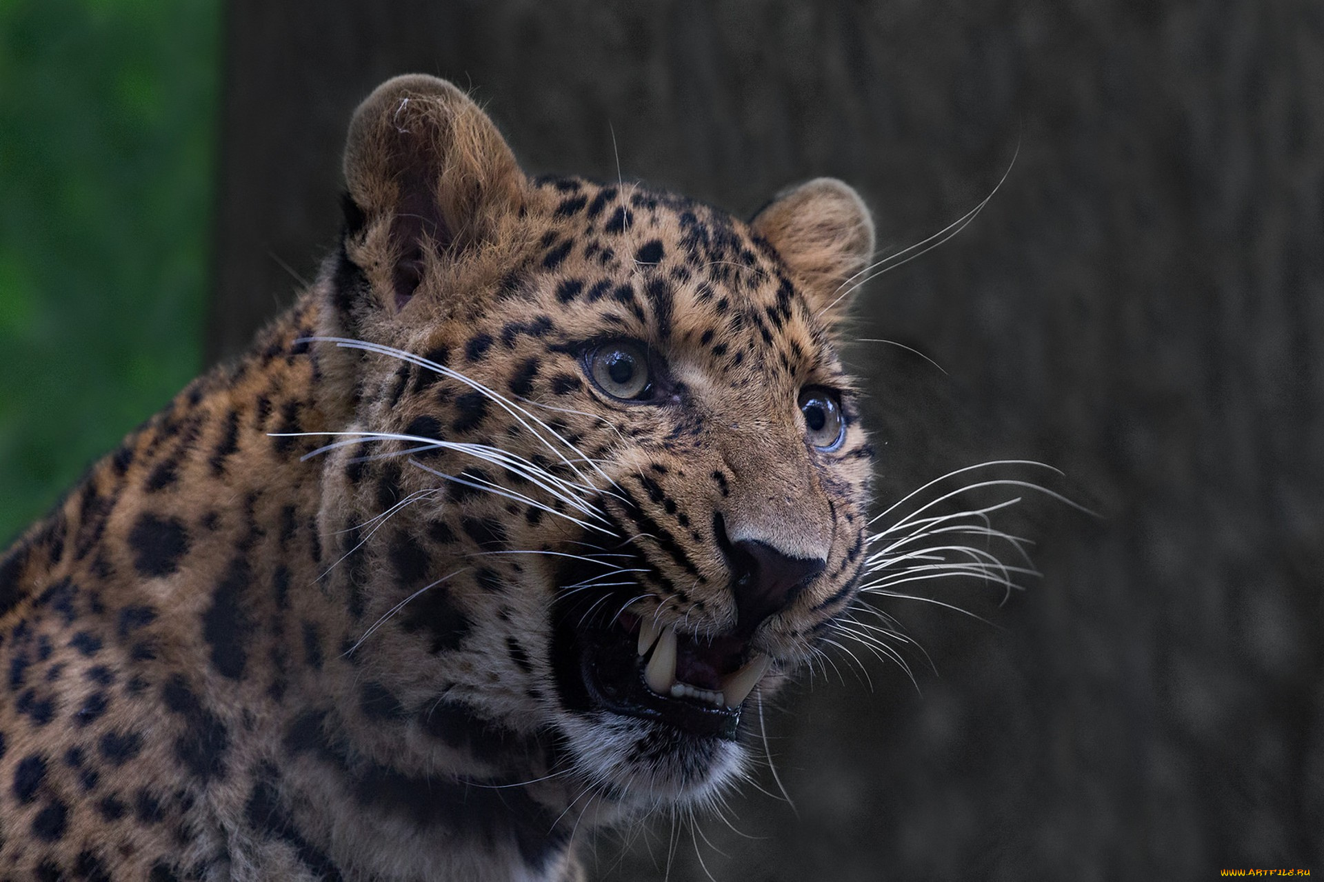 животные, леопарды, хищник