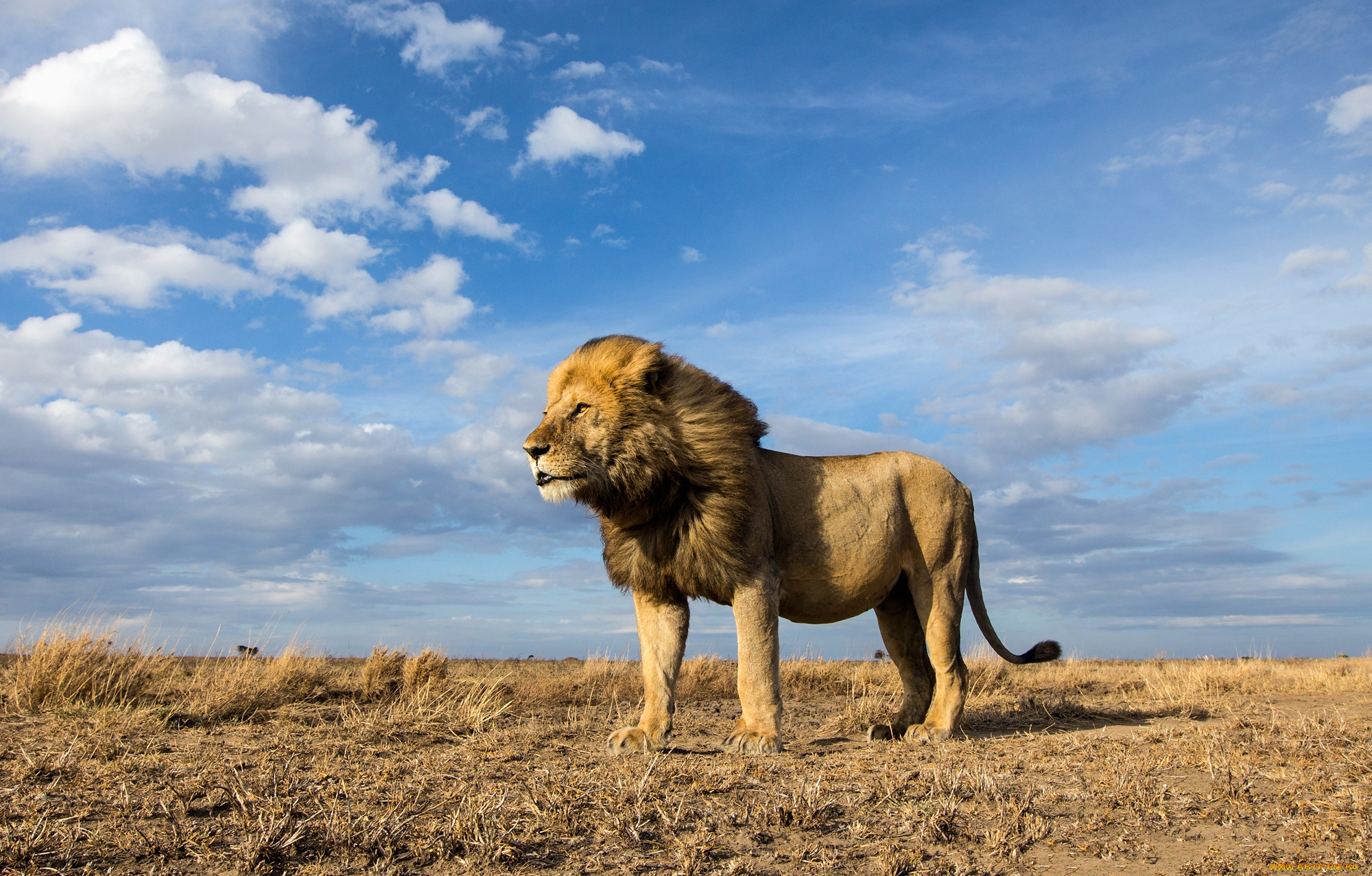 животные, львы, хищник