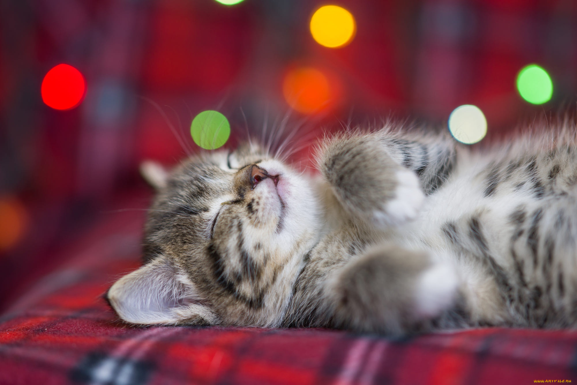 животные, коты, котенок, пушистый, спит, боке, eygenei, eg