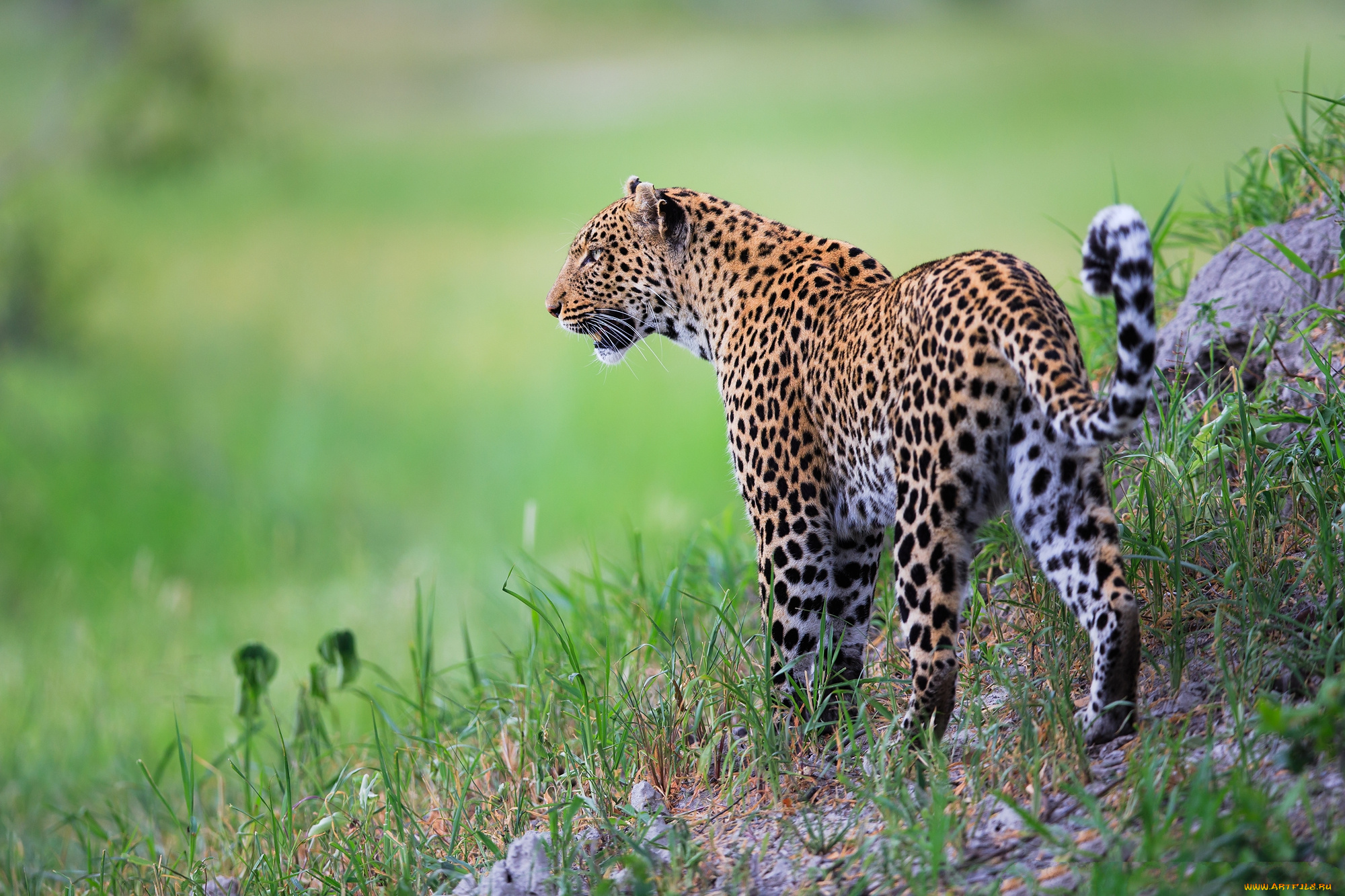 животные, леопарды, хищник
