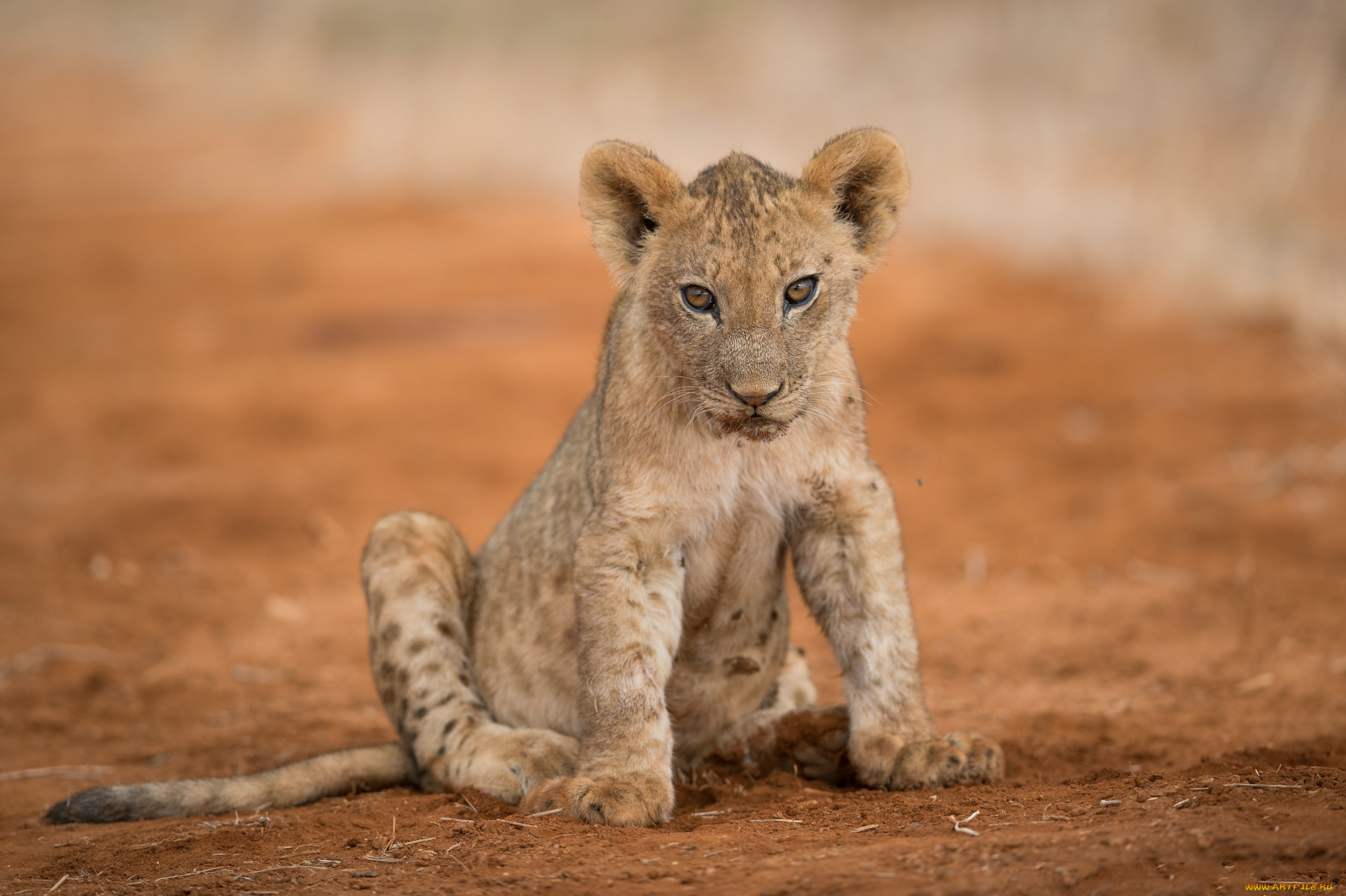 животные, львы, хищник