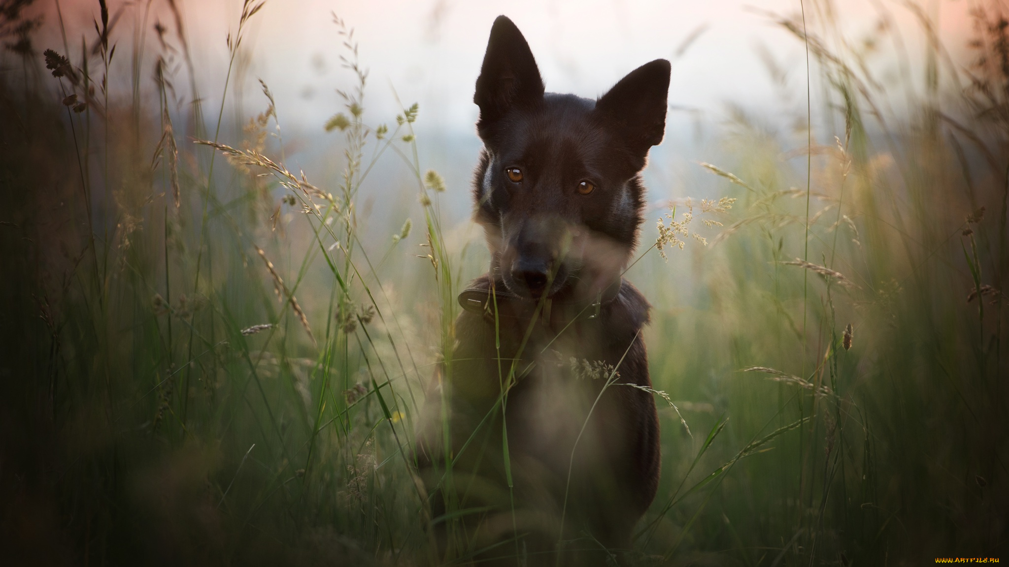 животные, собаки, черная, природа, морда, луг, портрет, стебли, трава, собака, лето, поле, печальный, взгляд, былинки, немецкая, овчарка, пёс