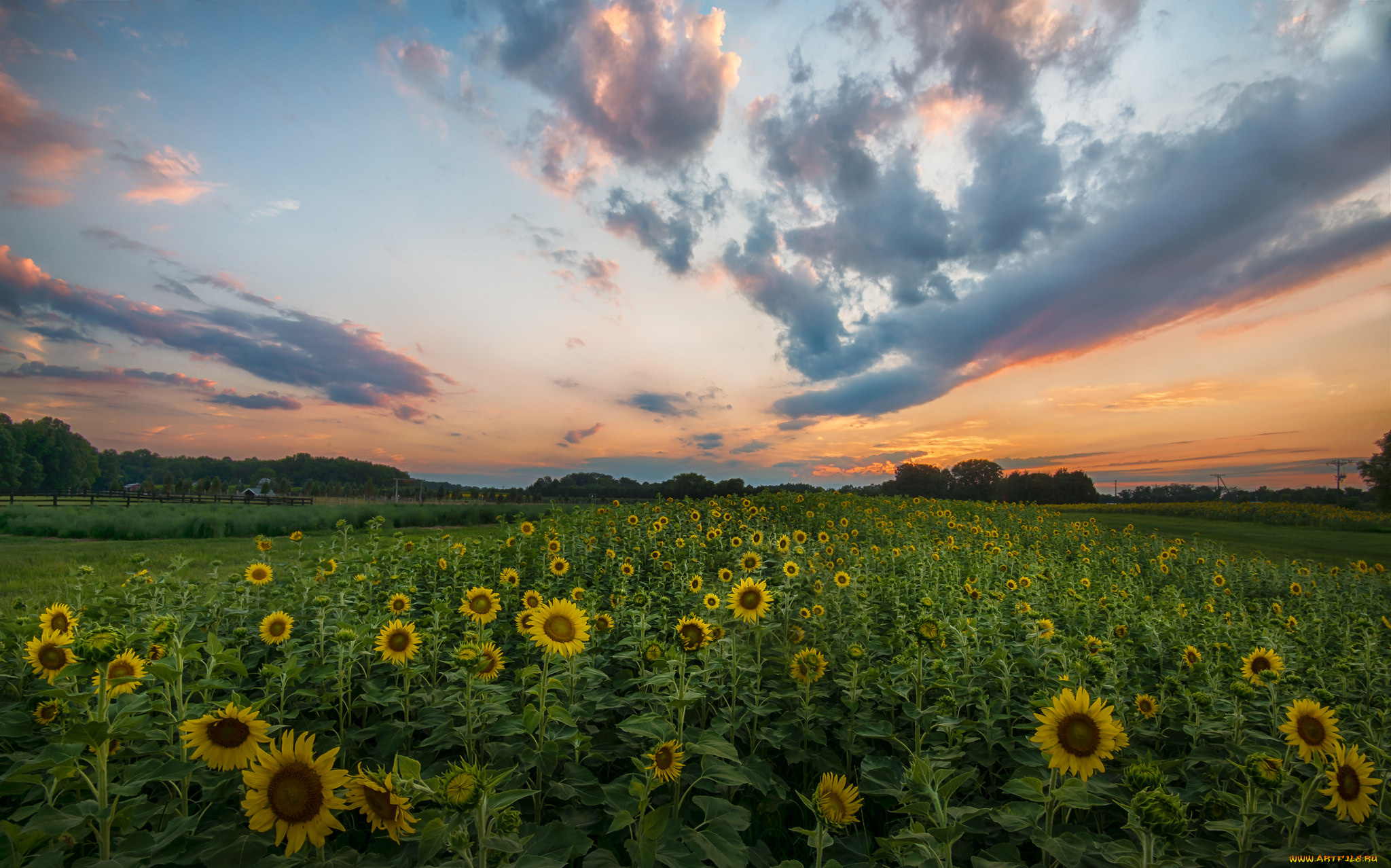 цветы, подсолнухи, поле