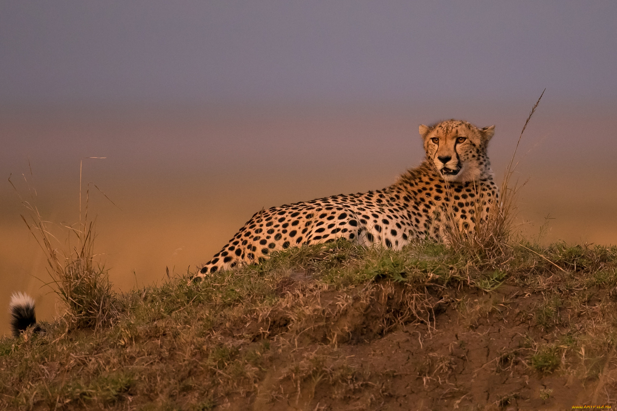 животные, гепарды, хищник