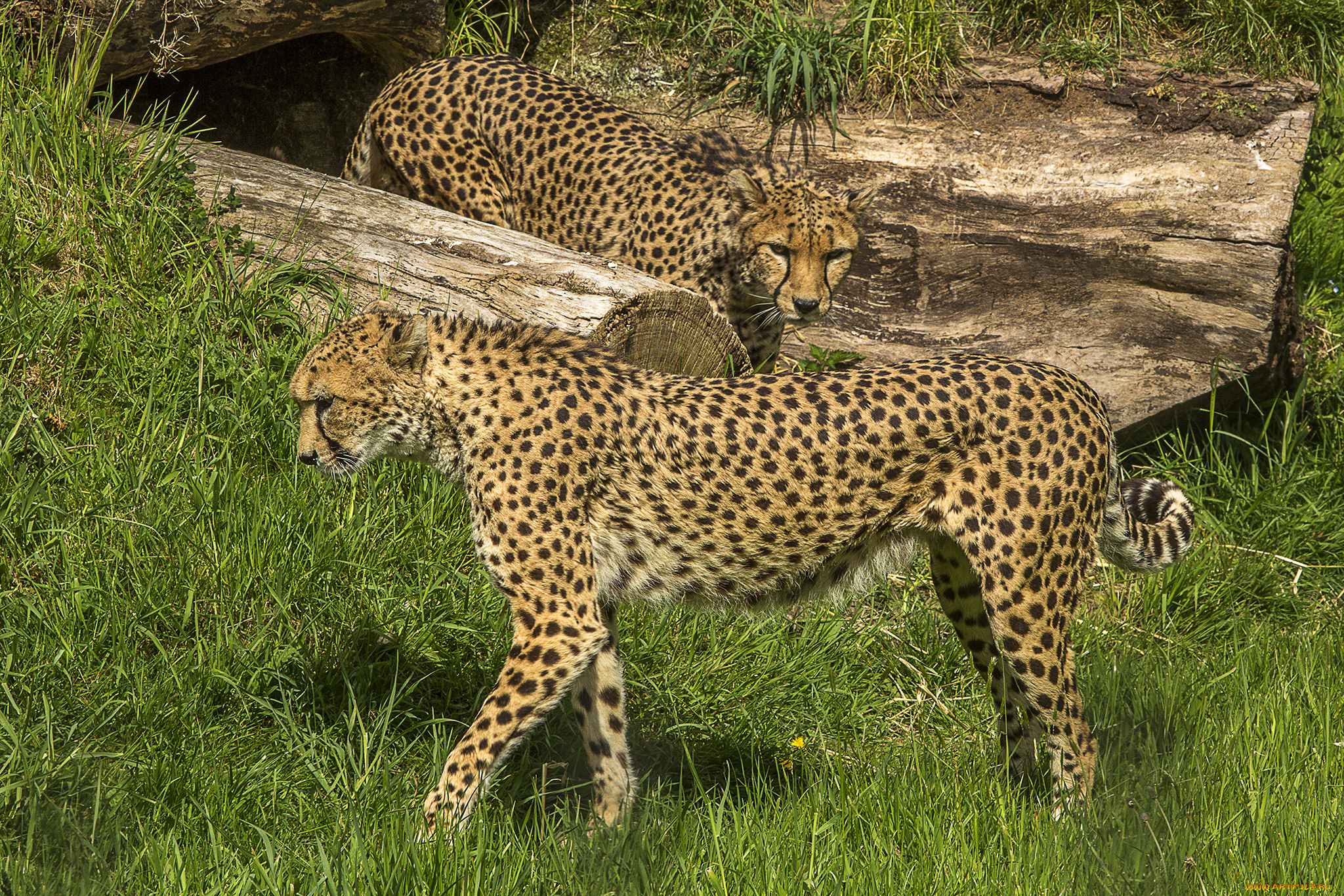 животные, гепарды, хищник