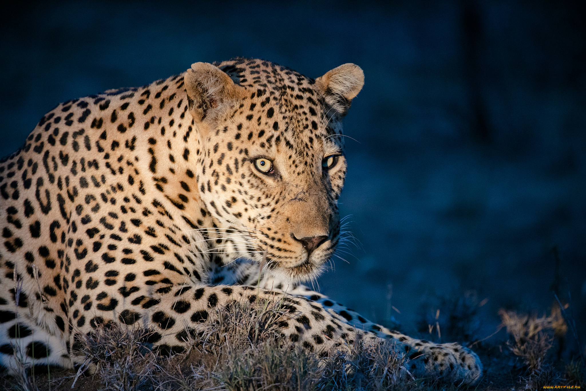 животные, леопарды, хищник