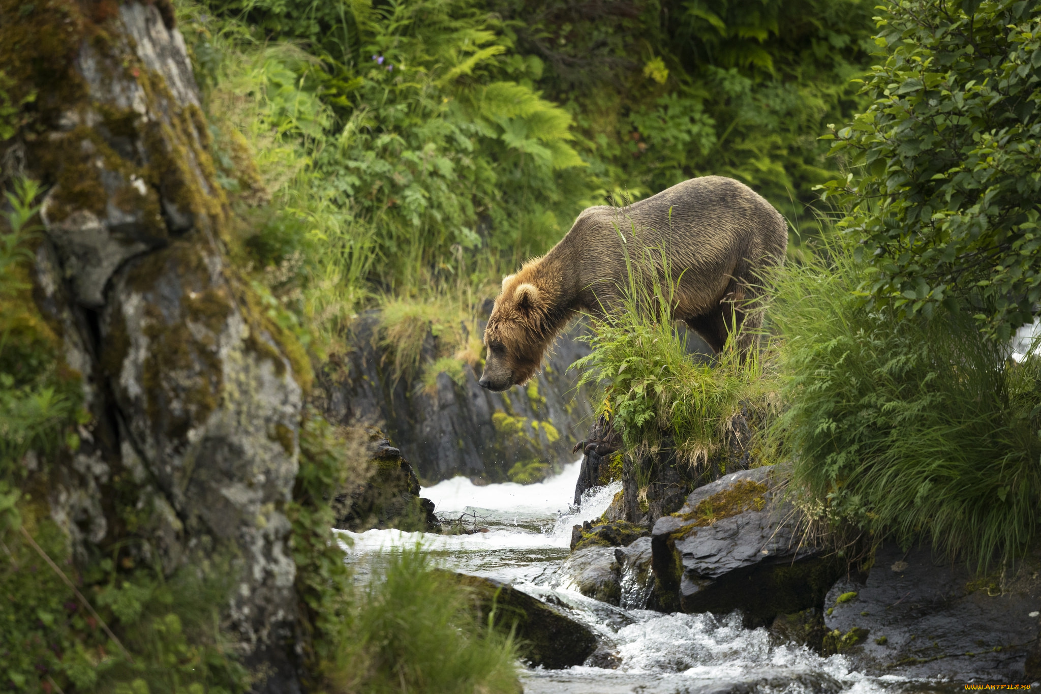 животные, медведи, хищник