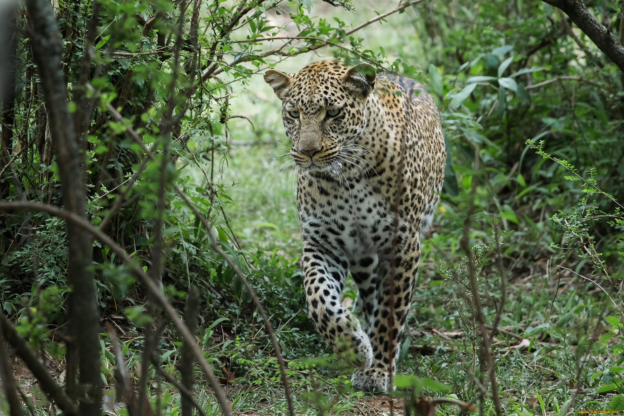 животные, леопарды, хищник