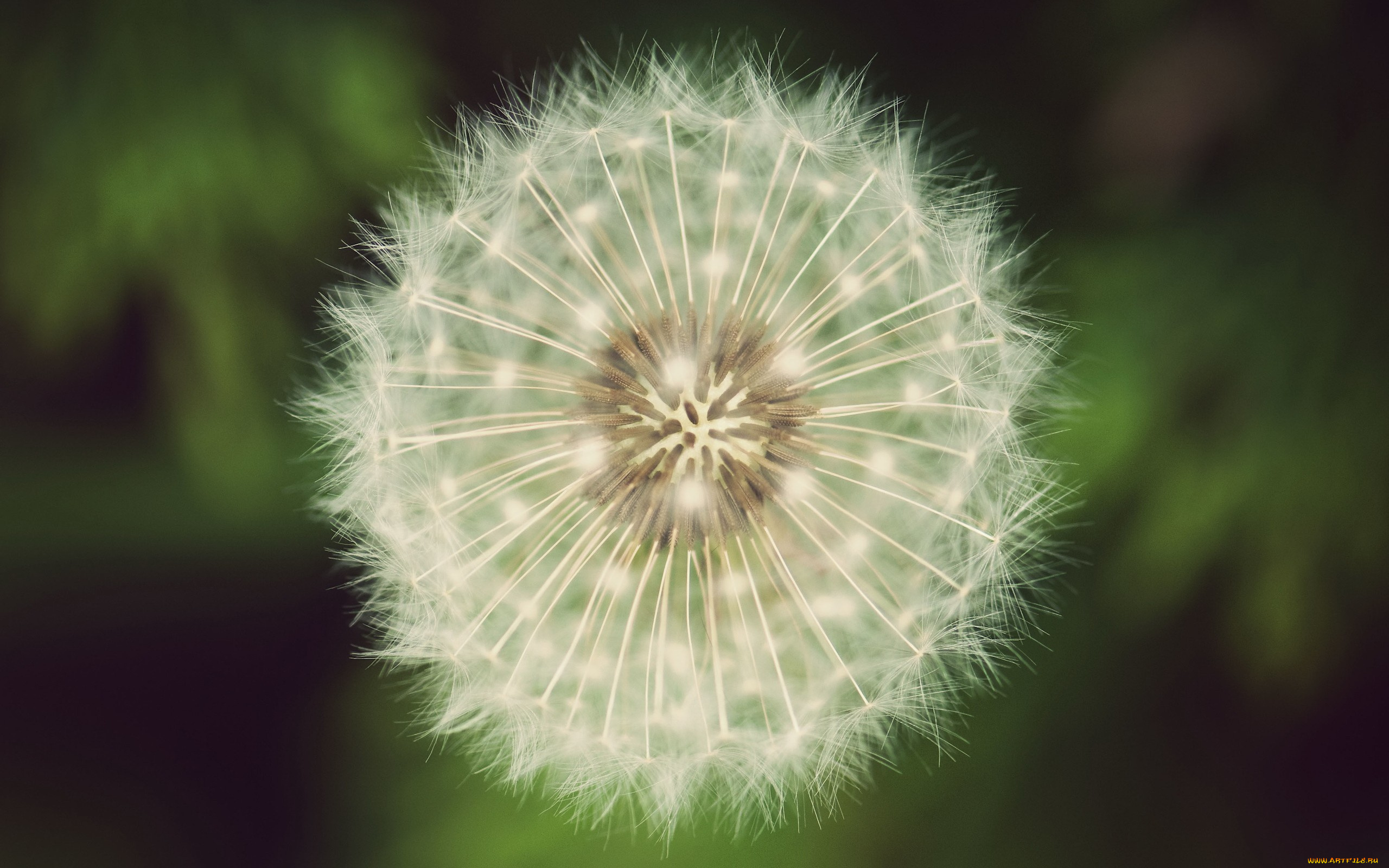 цветы, одуванчики, семена, одуванчик