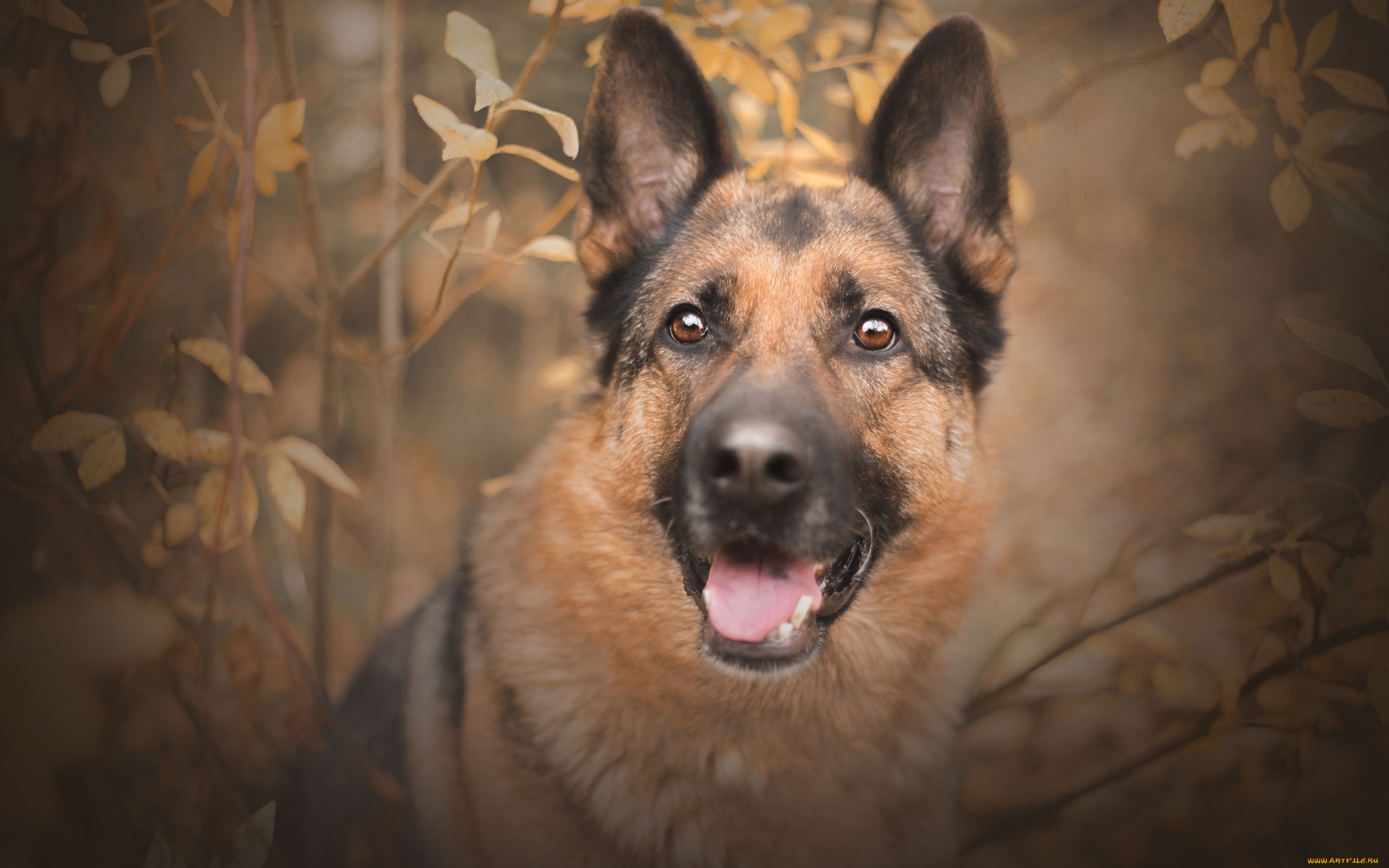 животные, собаки, кусты, осень, овчарка