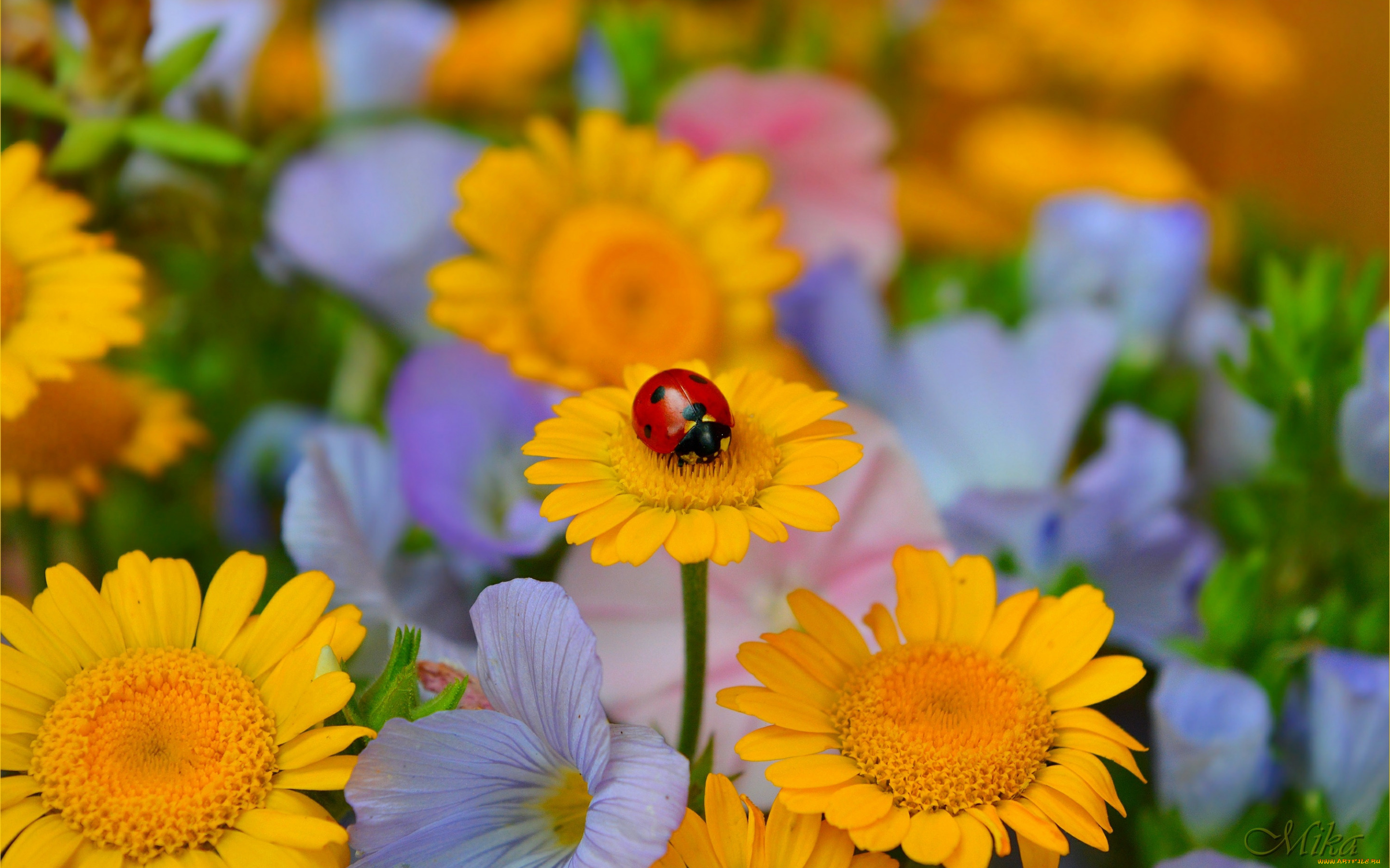 животные, божьи, коровки, flowers, божья, коровка, цветы