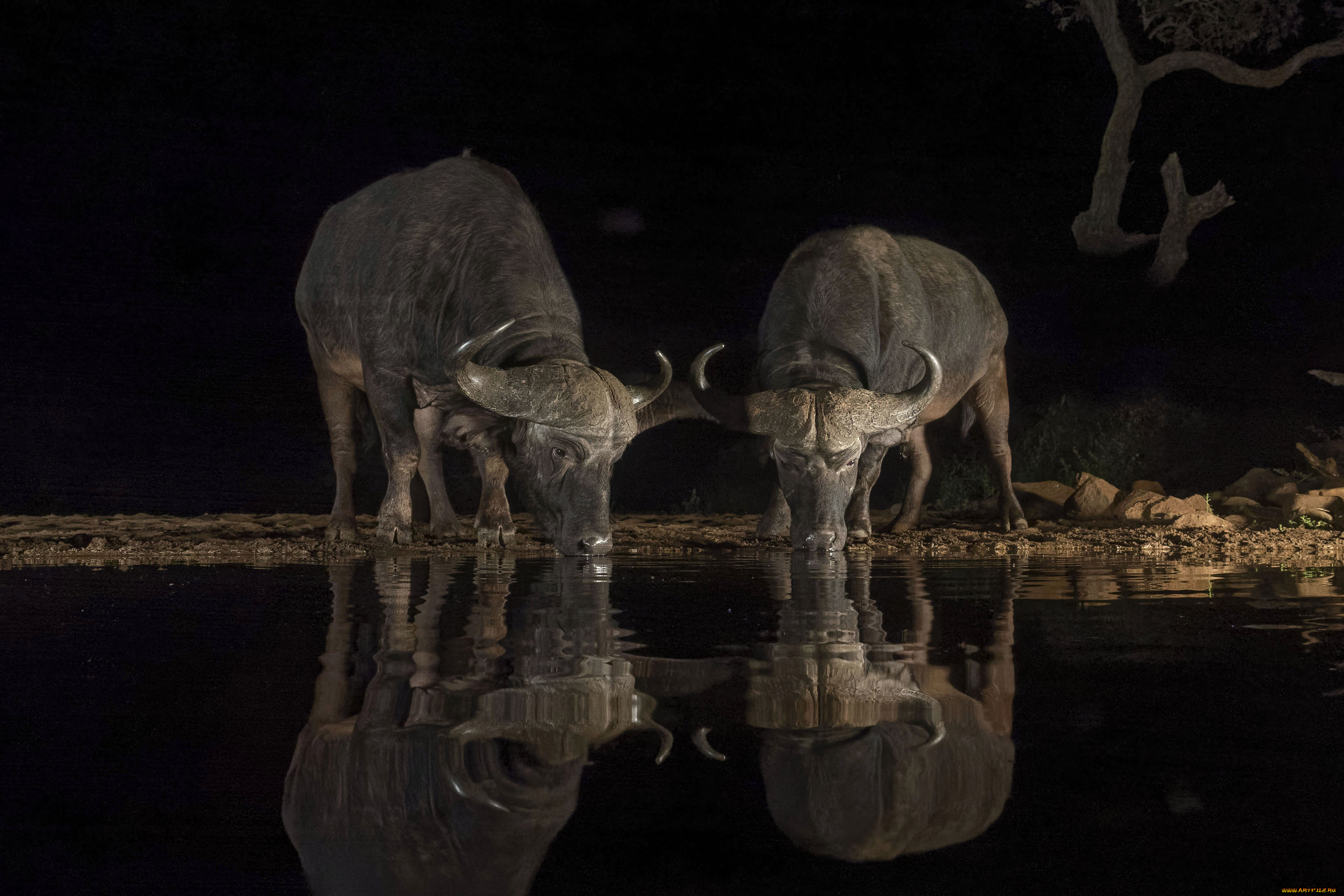 животные, коровы, , буйволы, буйволы