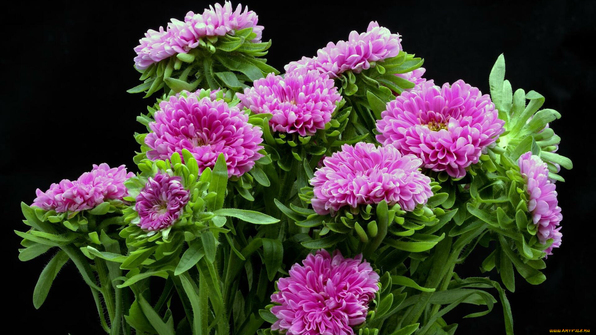 цветы, астры, розовые