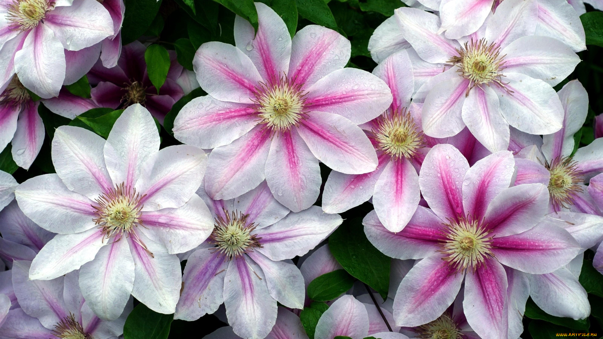 цветы, клематис, , ломонос, бело-розовый, клематис, капли