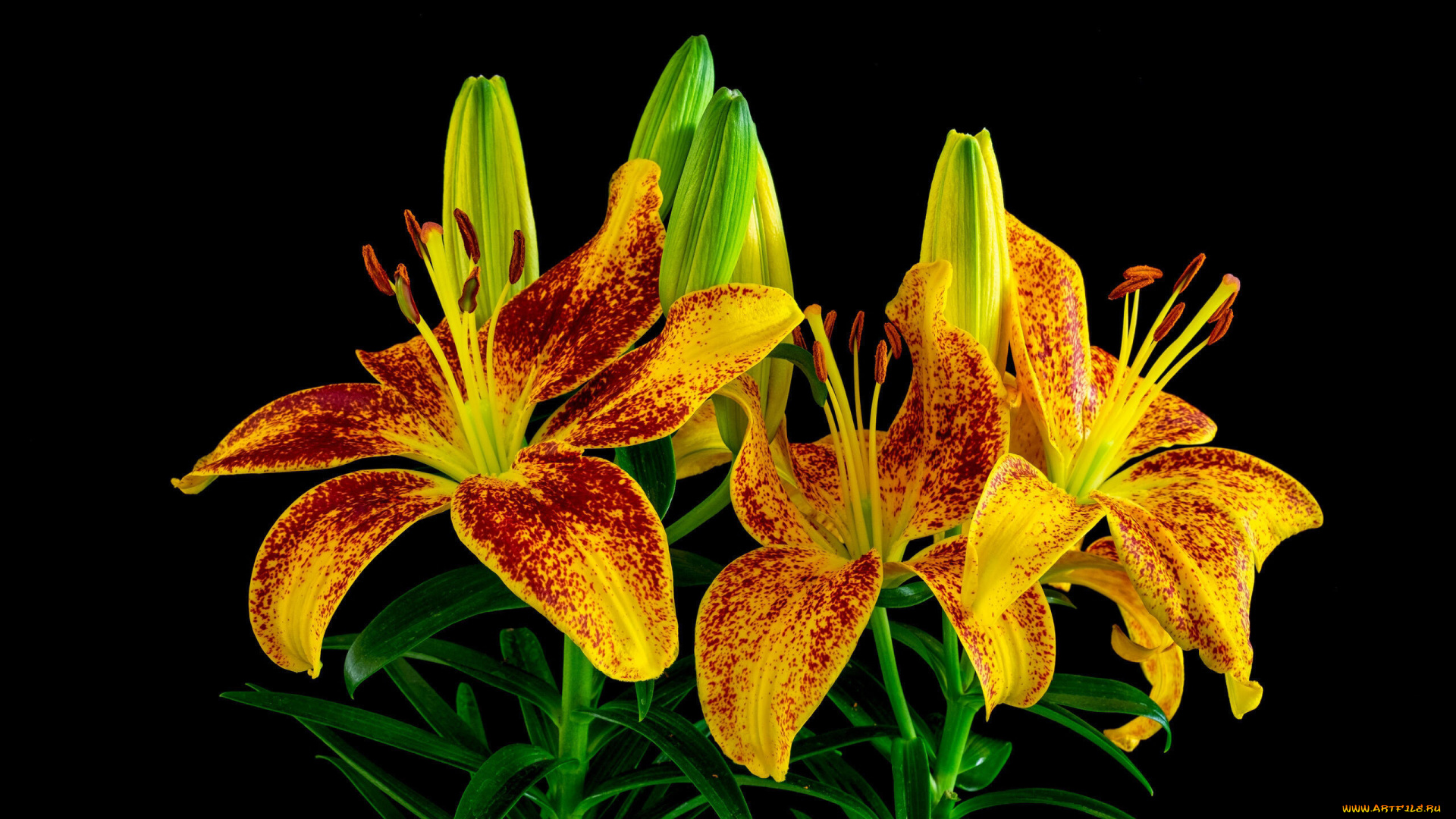 цветы, лилии, , лилейники