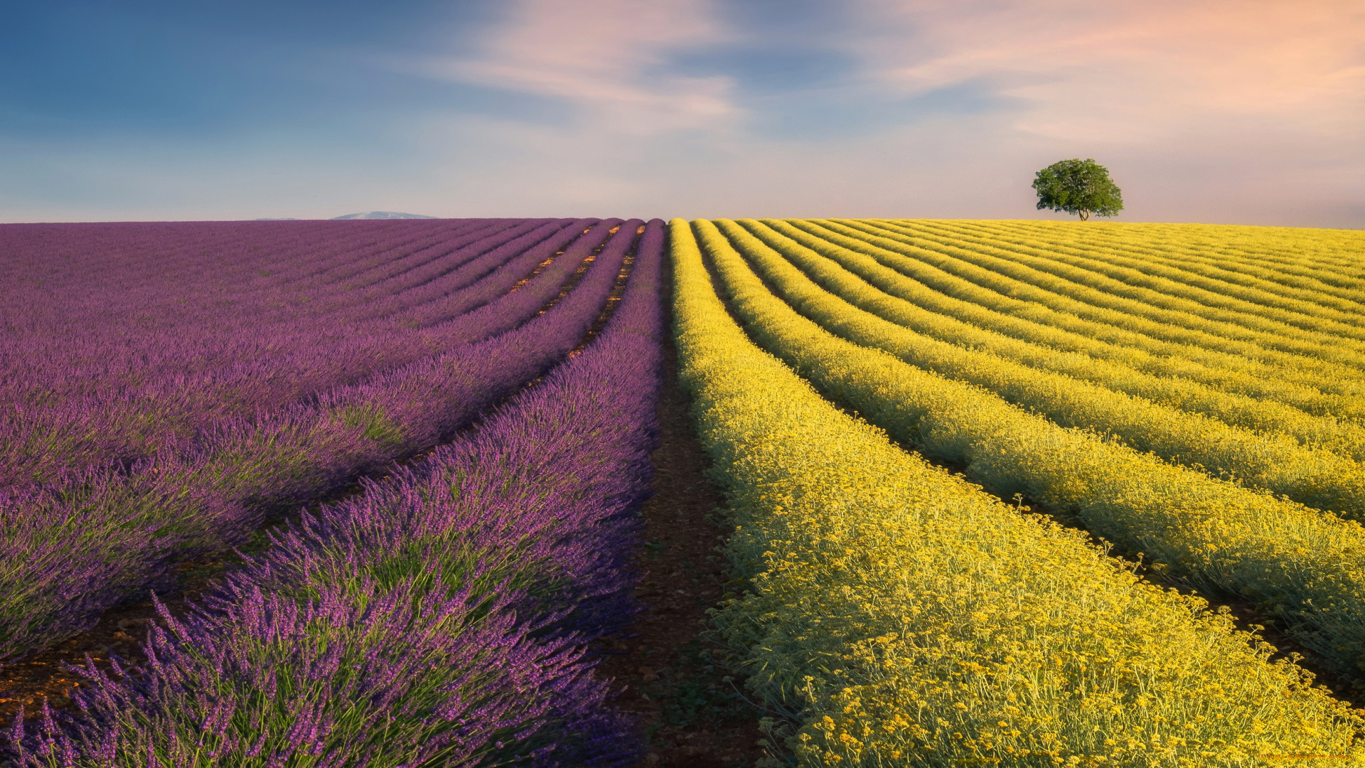 природа, поля, поле, небо, лаванда