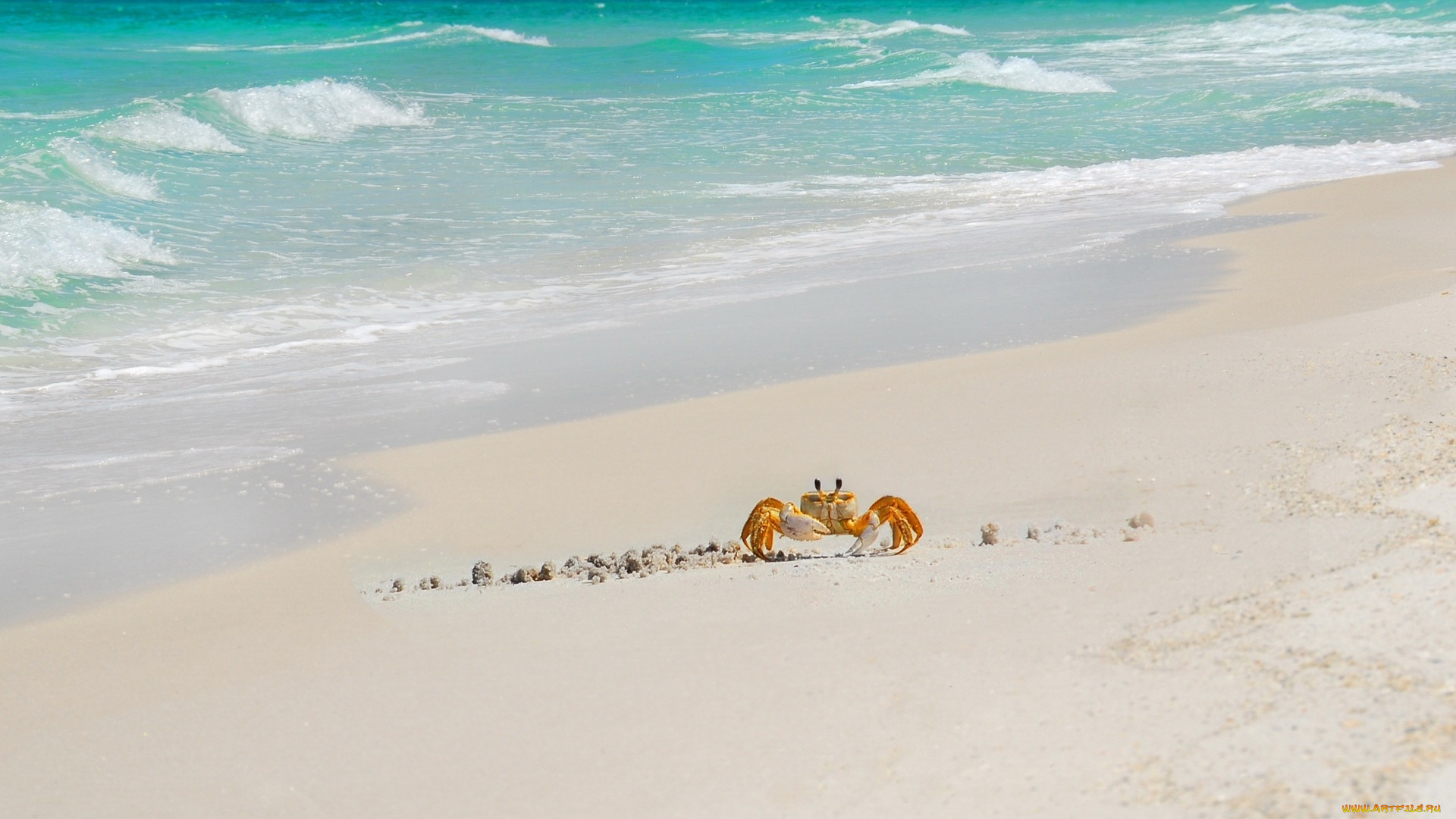 животные, крабы, , раки, краб, берег, море