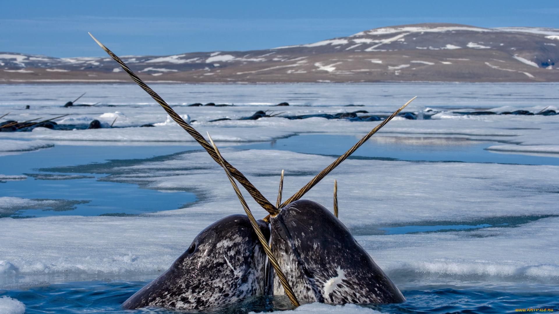 животные, нарвалы, лед, море