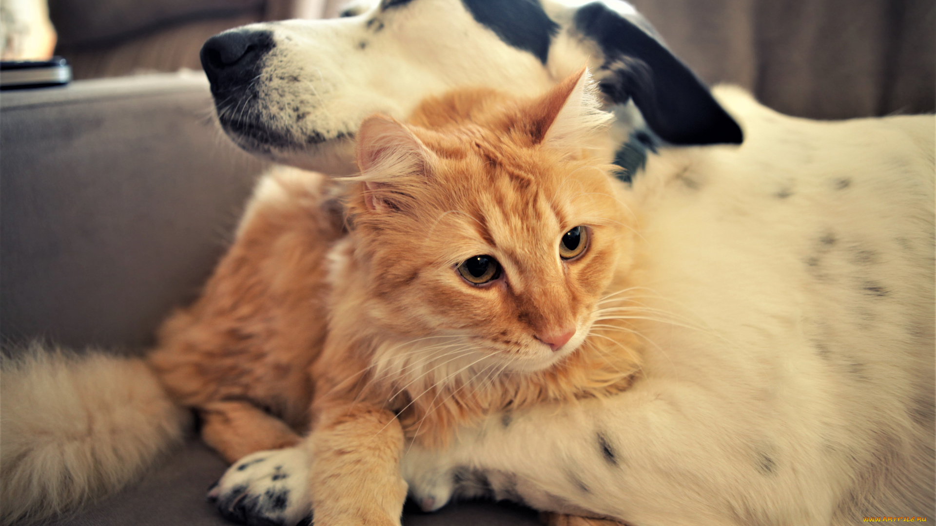 животные, разные, вместе, кот, собака