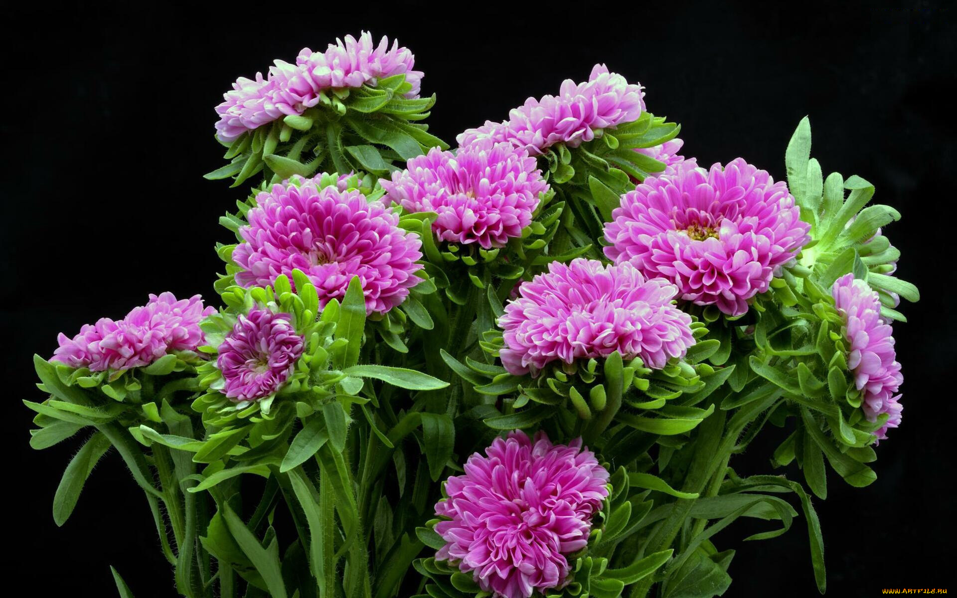 цветы, астры, розовые