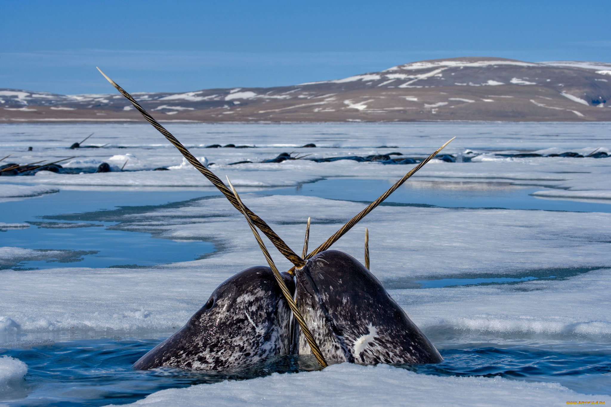 животные, нарвалы, лед, море