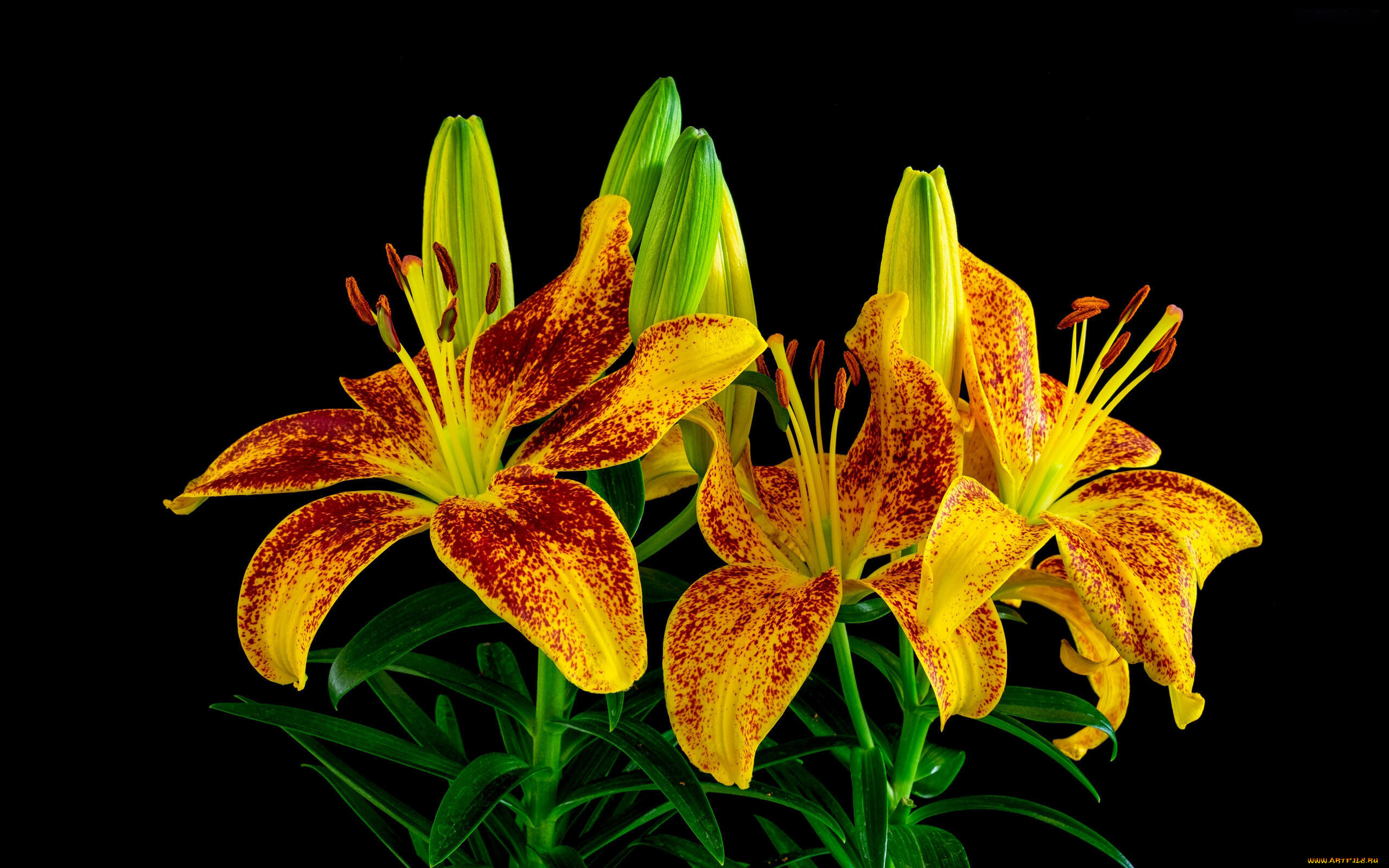 цветы, лилии, , лилейники