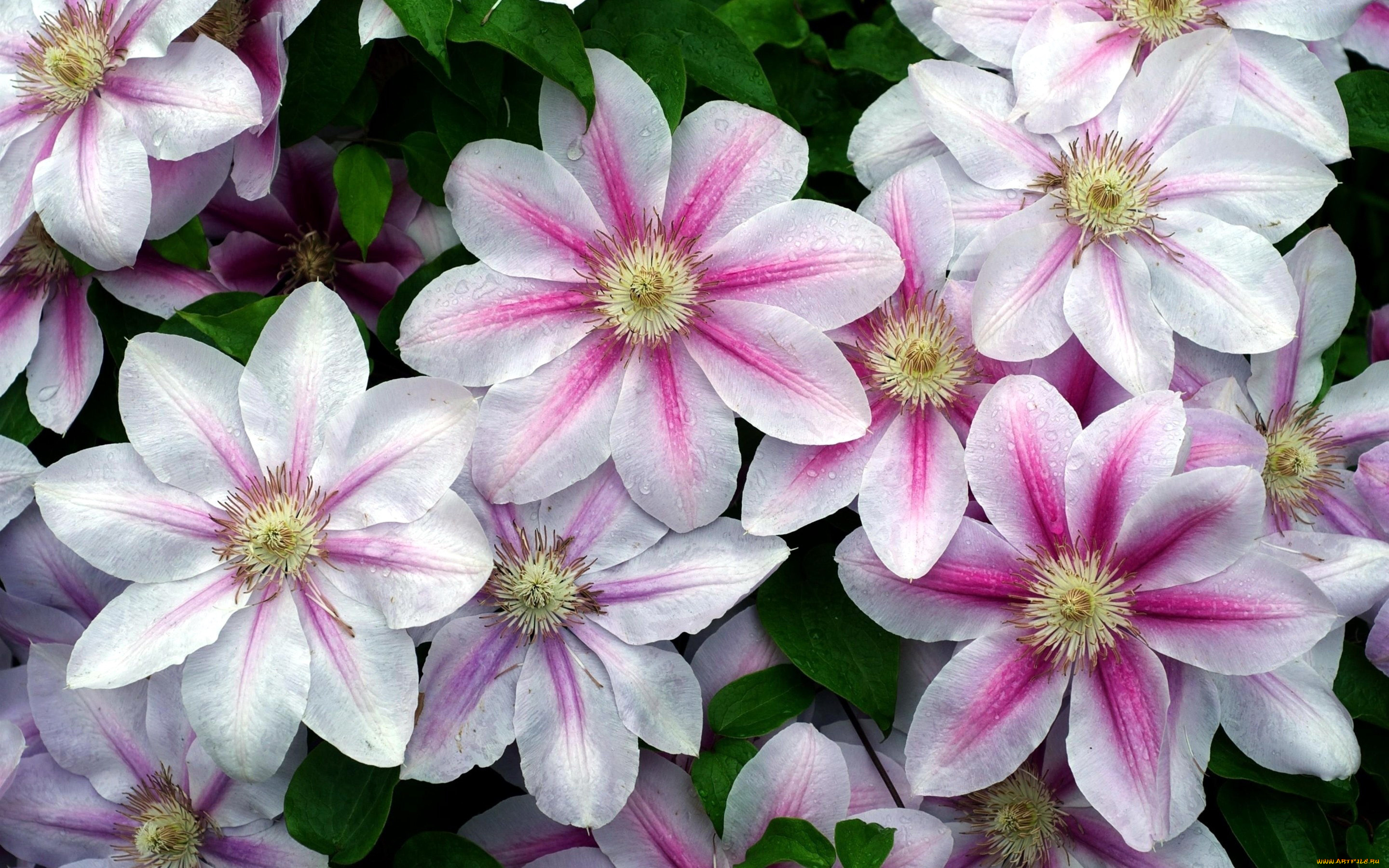 цветы, клематис, , ломонос, бело-розовый, клематис, капли