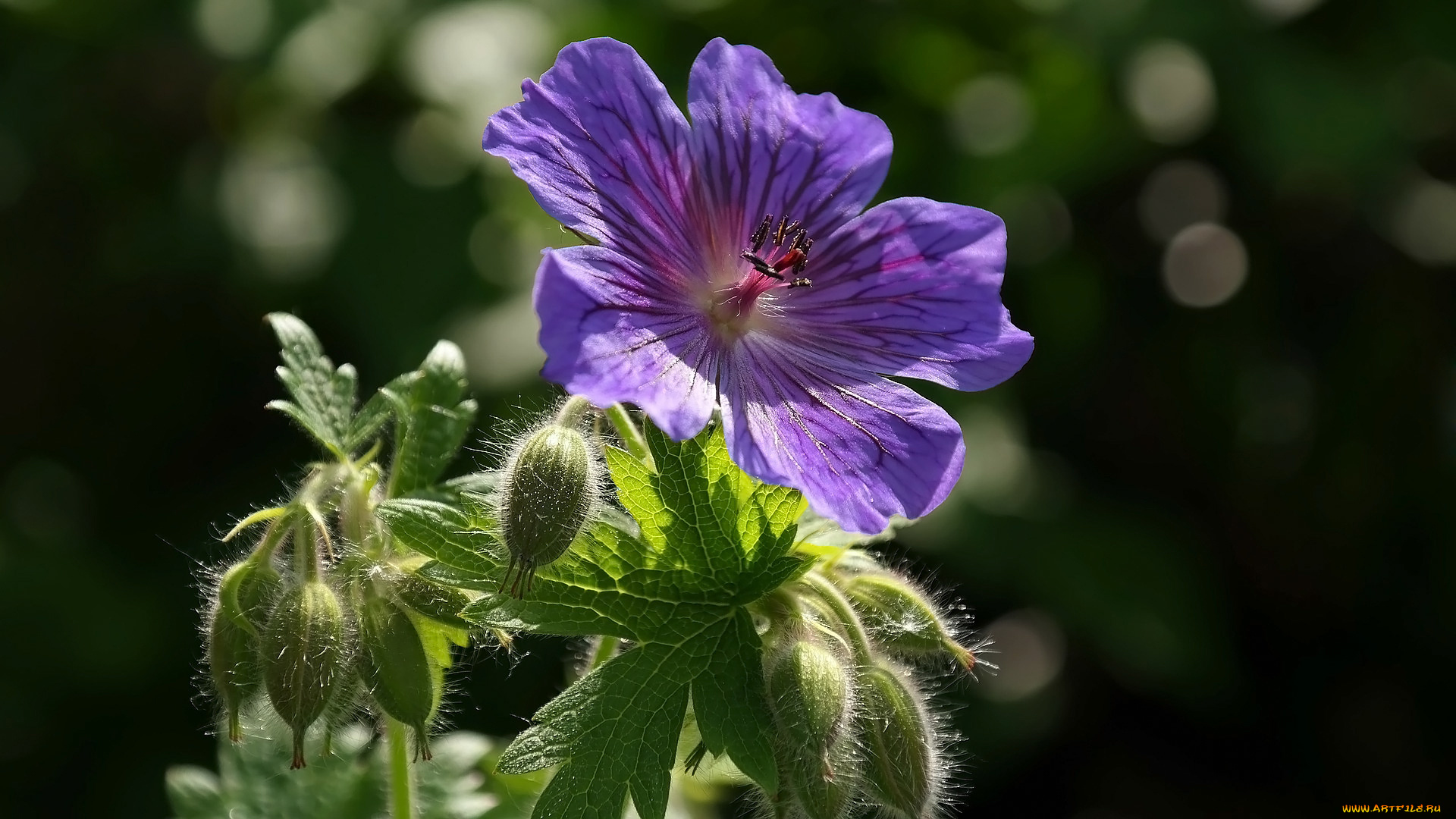 цветы, герань, луговая, лиловая