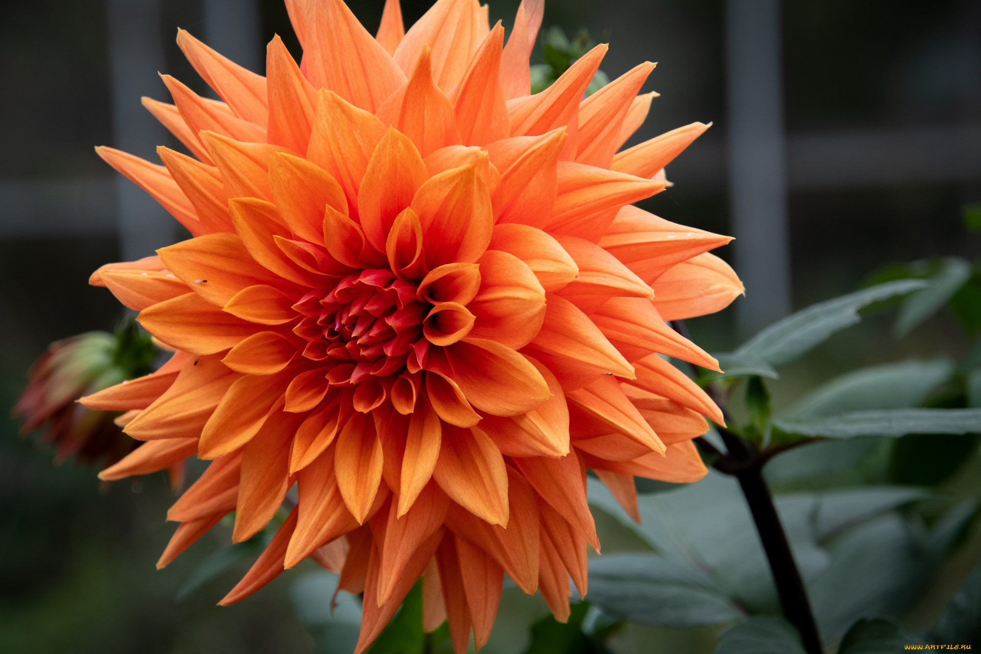 цветы, георгины, макро, георгин, персиковый