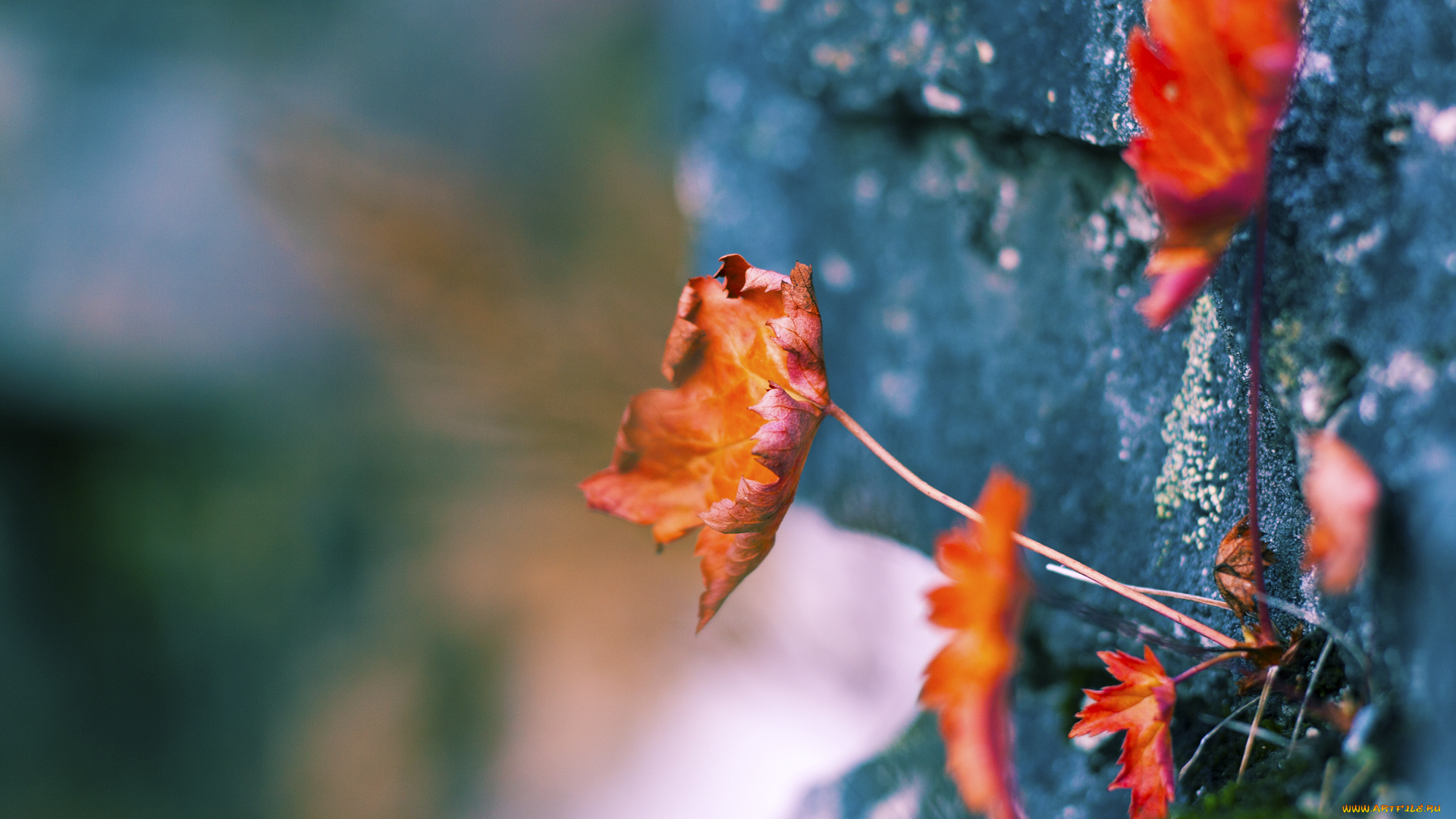 природа, листья, осень