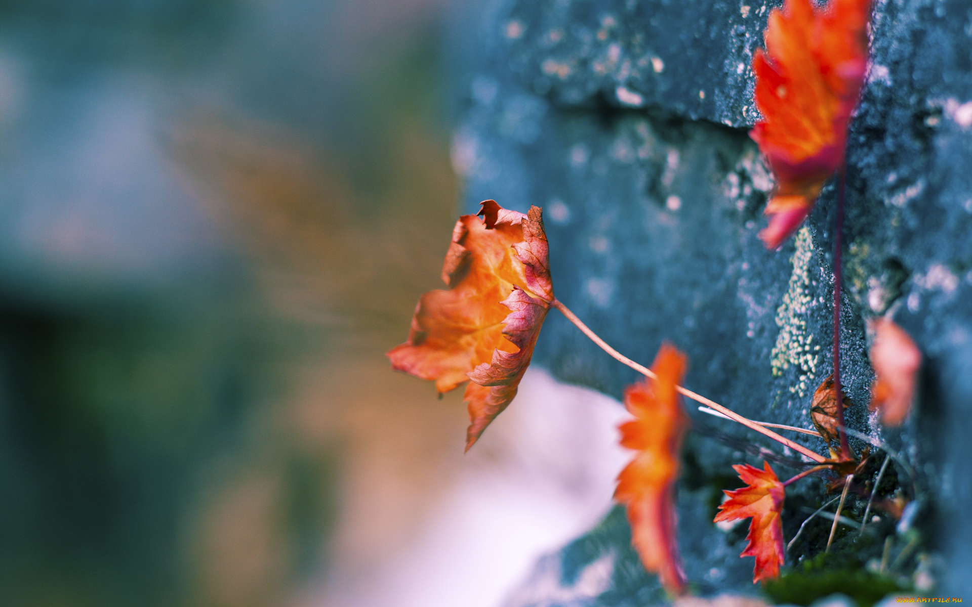 природа, листья, осень