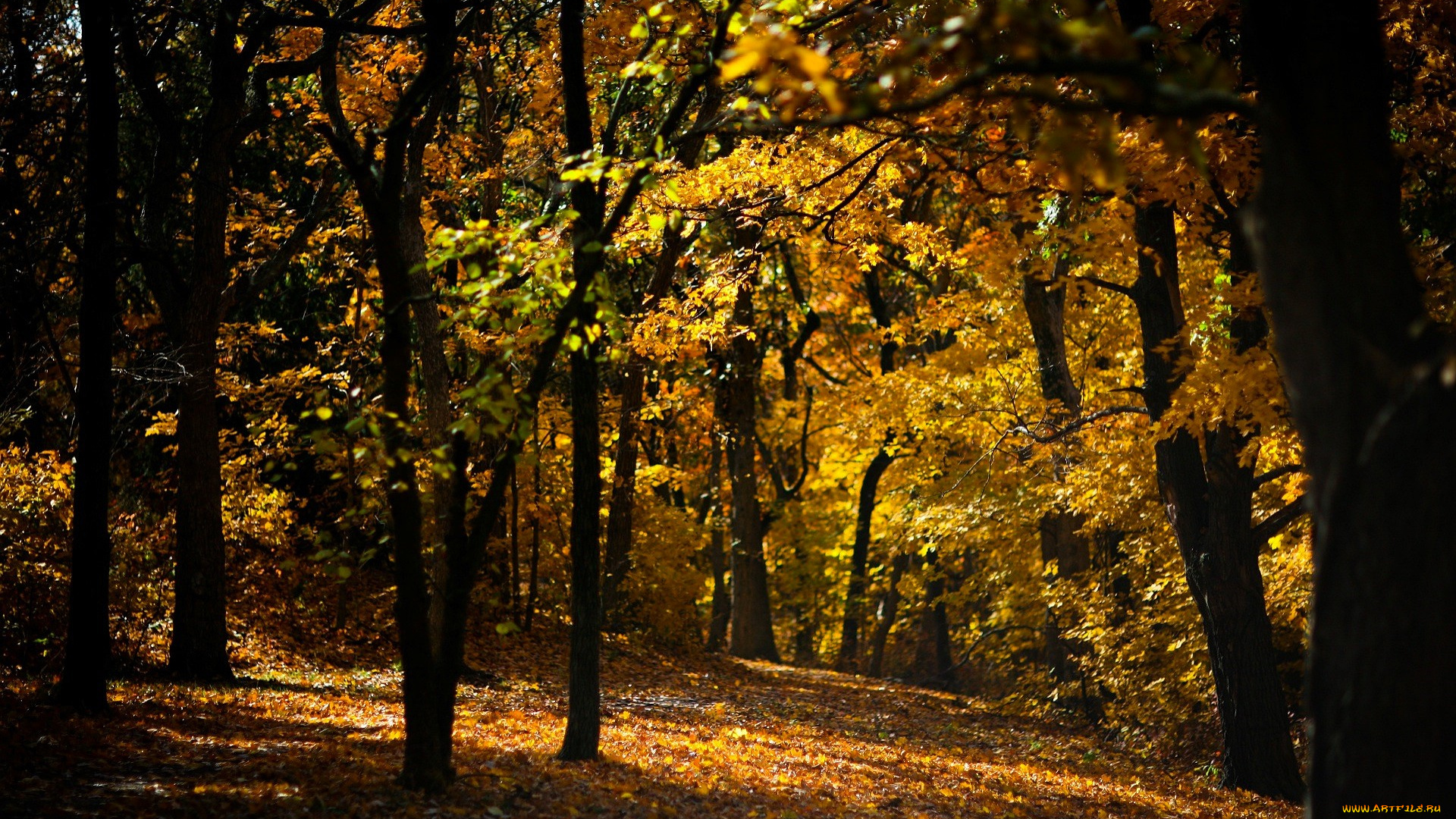 природа, лес, осень, листья