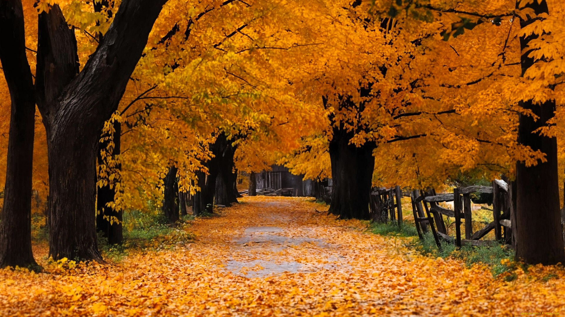 природа, парк, деревья, осень, листья, дорога, аллея