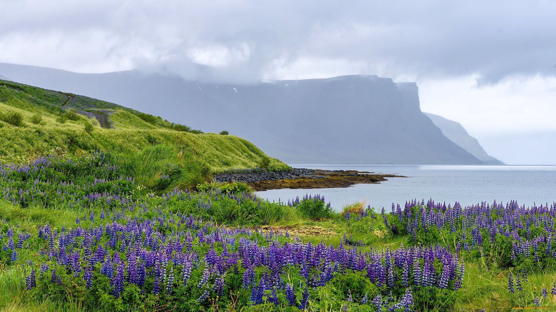 природа, побережье, горы, тучи, море, луг, цветы