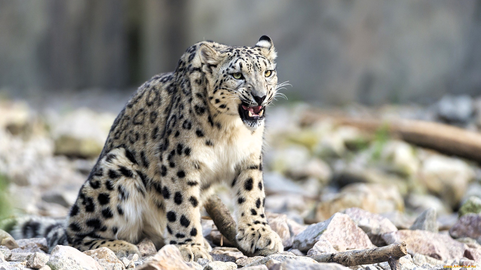 животные, снежный, барс, , ирбис, барс, оскал, камни, хворост