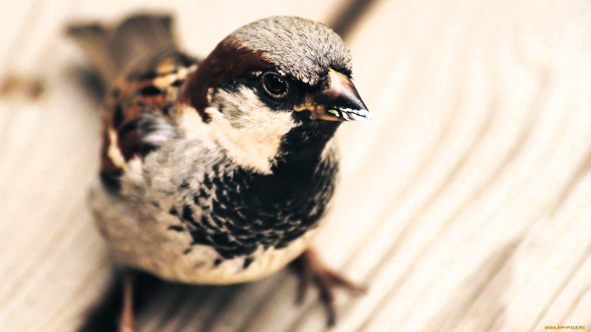 животные, воробьи, воробей, птица