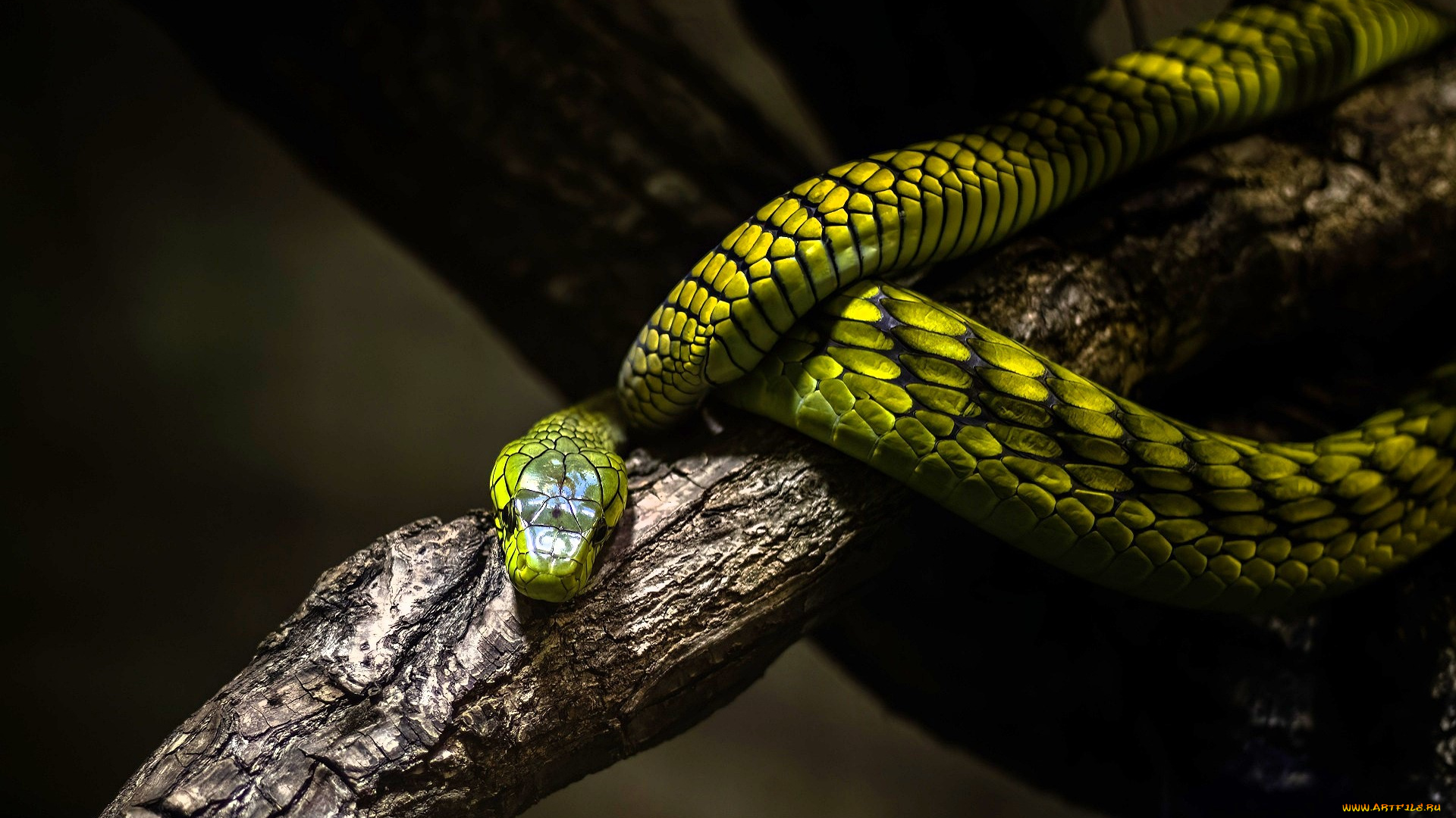 животные, змеи, , питоны, , кобры, змея, зеленая, ветка