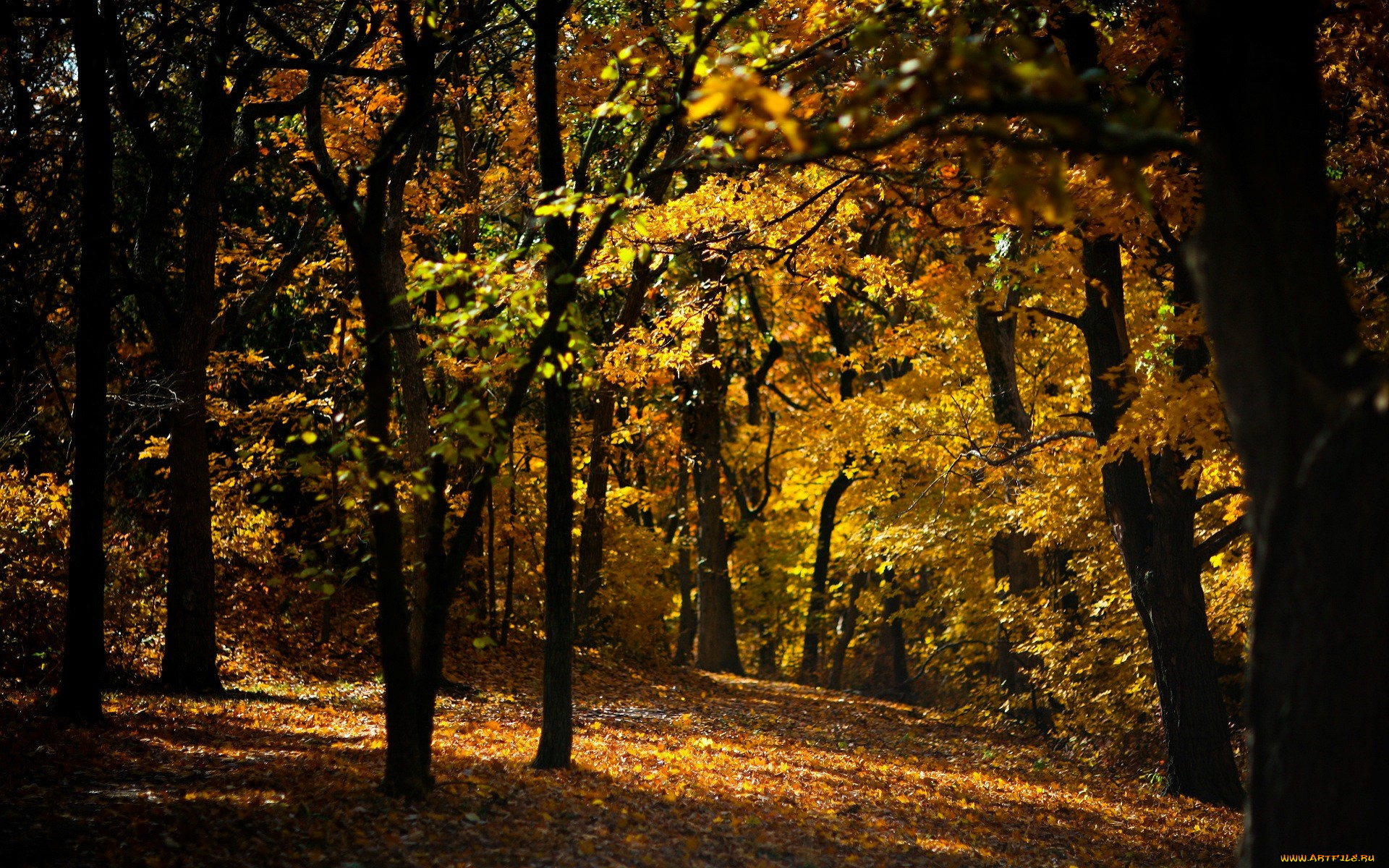 природа, лес, осень, листья