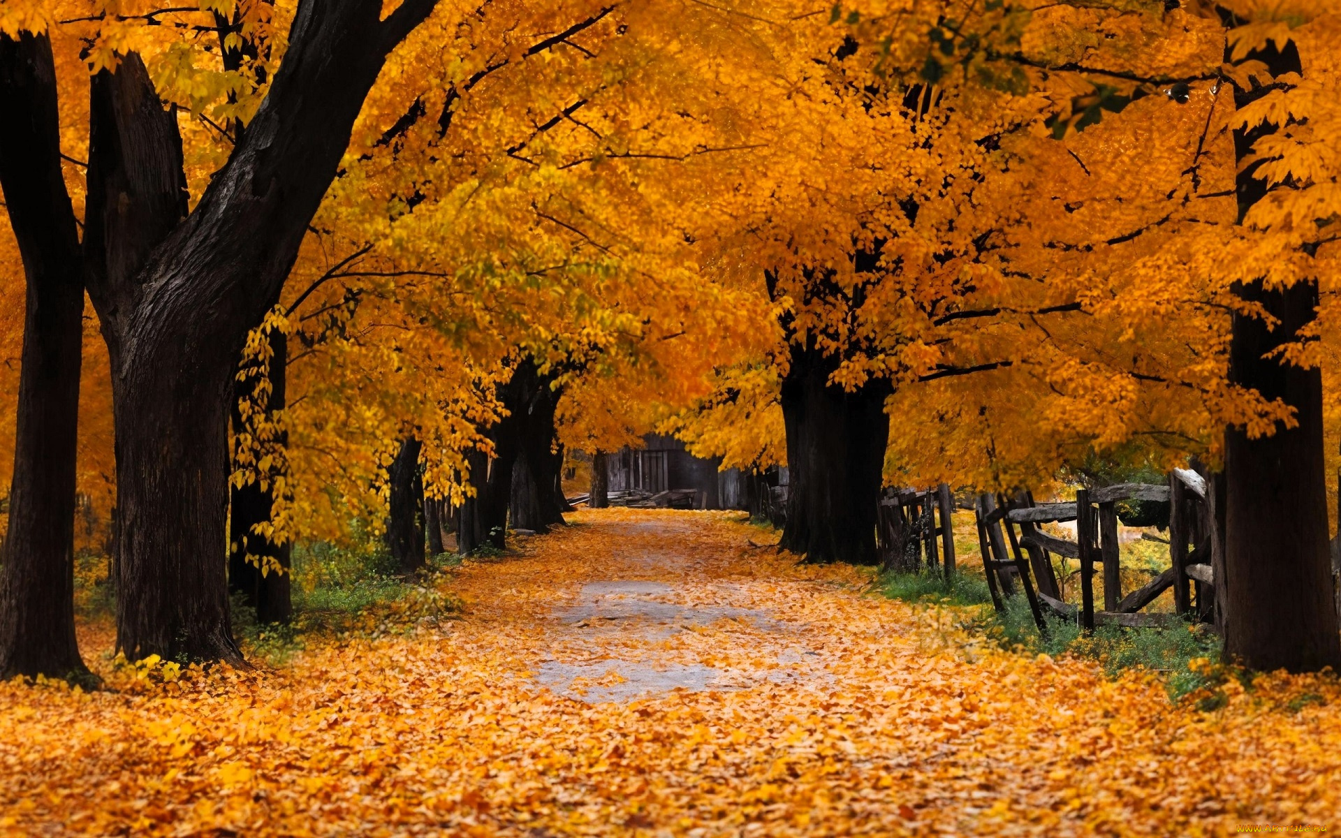 природа, парк, деревья, осень, листья, дорога, аллея