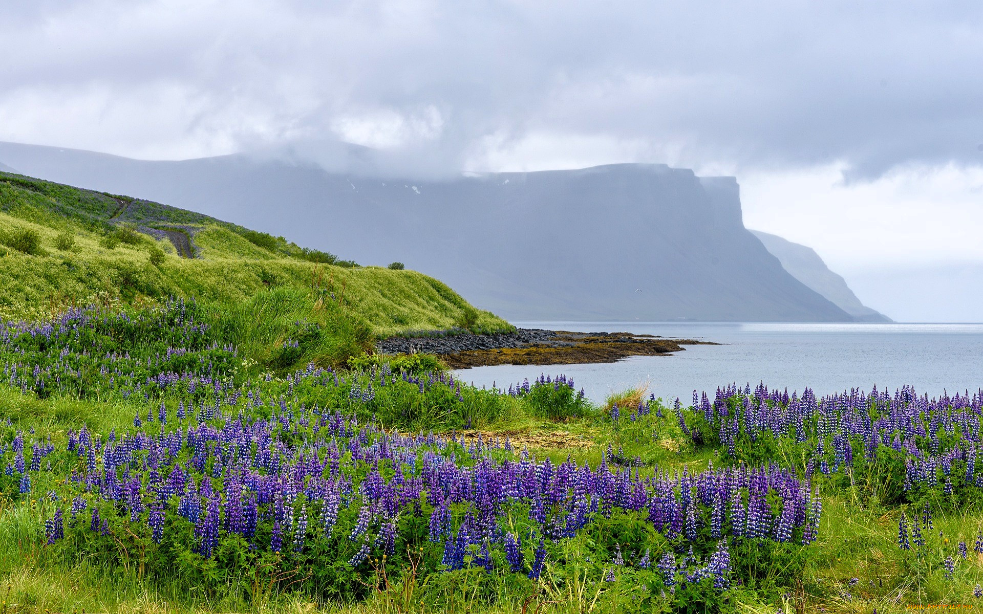 природа, побережье, горы, тучи, море, луг, цветы