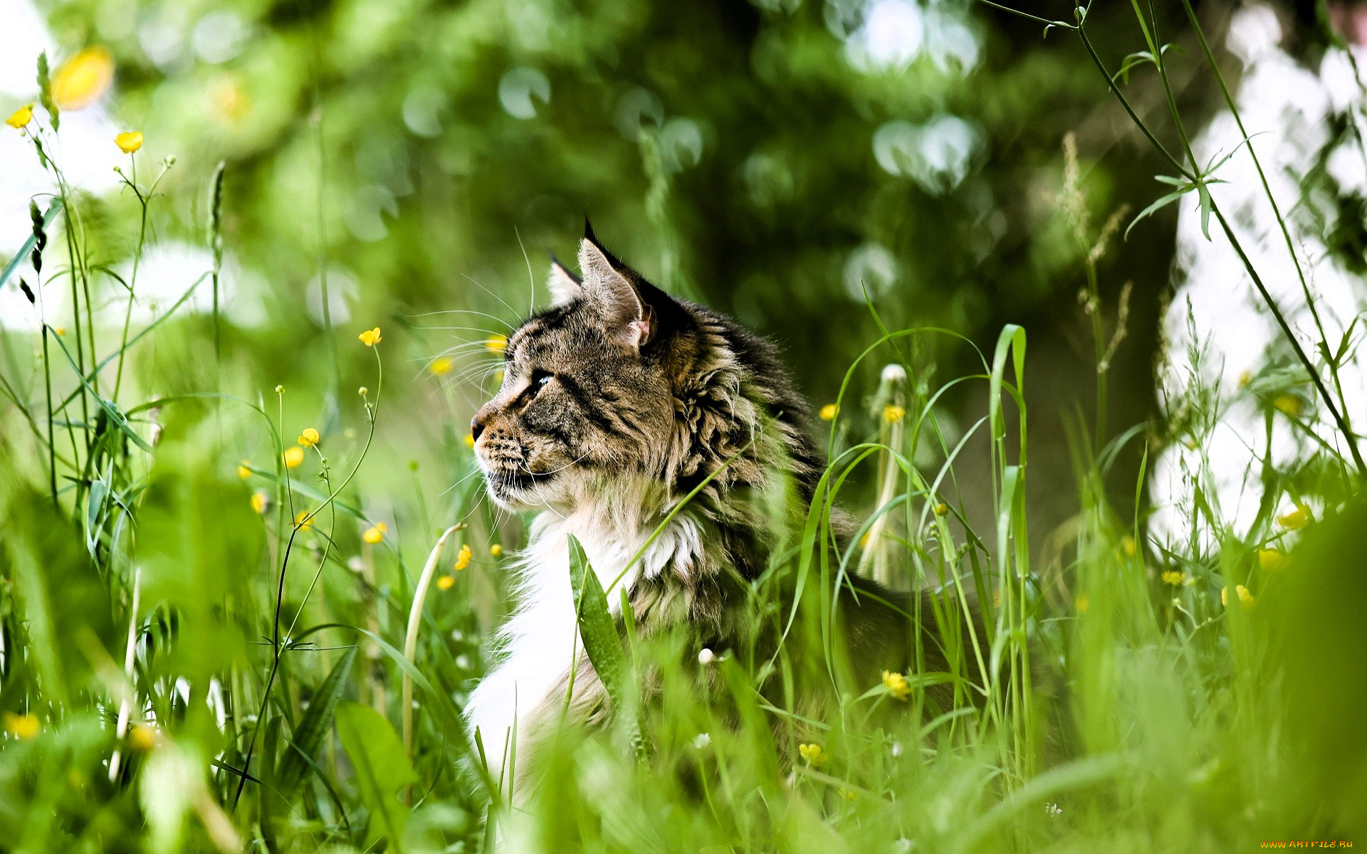 животные, коты, кот, голова, трава